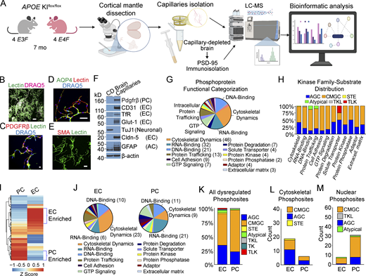 APOE4 leads to phosphosite dysregulation at the BBB. (A) Schematic of brain capillary isolation workflow from mouse cortex for phosphoproteome and proteome study. CD brain is prepared for postsynaptic PSD-95 immunoprecipitation assays. See Materials and methods for details. (B–E) Isolated brain capillaries stained for lectin+-endothelium (B), green; DRAQ5 nuclear stain, pink; bar, 100 µm; Pdgfrβ+-PCs (C); Pdgfrβ, red; lectin+-endothelium, green; DRAQ5, blue; bar, 10 µm; and aquaporin 4 (AQP4)+-astrocyte end feet (D); AQP4, green; lectin+-endothelium, red; DRAQ5, blue; bar, 50 µm; but did not stain for smooth muscle cell marker SMA (E); SMA, red; lectin+-endothelium, green; bar, 50 µm (see also Fig. S3). (F) Immunoblotting of brain capillaries and CD brain for the PC marker Pdgfrβ; endothelial markers CD31, TfR, Glut-1, and Claudin-5; neuronal marker, TuJ1; and astrocyte marker, GFAP. (G) Distribution of functional groups for all nonredundant proteins with differentially regulated phosphosites in brain capillaries from E4F compared with E3F mice at 7 mo of age. Legend shows abundant functional groups with number of proteins with dysregulated phosphosites per functional group indicated. The genes encoding proteins with differentially regulated phosphosites in ECs, PCs, and astrocyte end feet are given in Table S1 H. (H) Distribution of substrate-kinase family pairs among differentially regulated phosphosites in abundant functional groups including cytoskeletal proteins, DNA- and RNA-binding proteins, cell adhesions, and others. Blue, AGC (PKA, PKG, and PKC); orange, CMGC (cyclin-dependent kinases, mitogen-activated protein kinase, glycogen synthase kinase, and CDC-like kinase); yellow, STE (serine/threonine kinases); green, atypical kinases; gray, TKL (tyrosine kinase–like kinases); red, TLK (tousled-like kinase). (I) Heatmap showing hierarchical clustering of single-cell RNA-seq gene expression for all nonredundant proteins found to contain differentially regulated phosphosites in brain capillary ECs and PCs. Proteins showing preferential cell-type enrichment in either ECs or PCs are highlighted by blue brackets. The z-scores of proteins with dysregulated phosphosites in ECs and PCs are reported in Table S1 J. (J) Distribution of functional groups within ECs and PCs assigned to nonredundant proteins found to contain differentially regulated phosphosites. Legend shows abundant functional groups. The number of proteins with dysregulated phosphosites for the most abundant functional groups in the EC and PC pie charts are indicated. Proteins assigned to astrocyte end feet are excluded from analysis. (K–M) Plots showing the percentage of all differentially regulated phosphosites (K), differentially regulated phosphosites within cytoskeletal proteins (L), or within nuclear proteins (M) predicted to be regulated by the indicated kinase family separated by assigned cell type as ECs and PCs. Color code for different kinases as in H, plus turquoise, TK (tyrosine kinase). All data in G–M are from four mice per group. Source data are available for this figure: SourceData F3. Refer to the image caption for details.