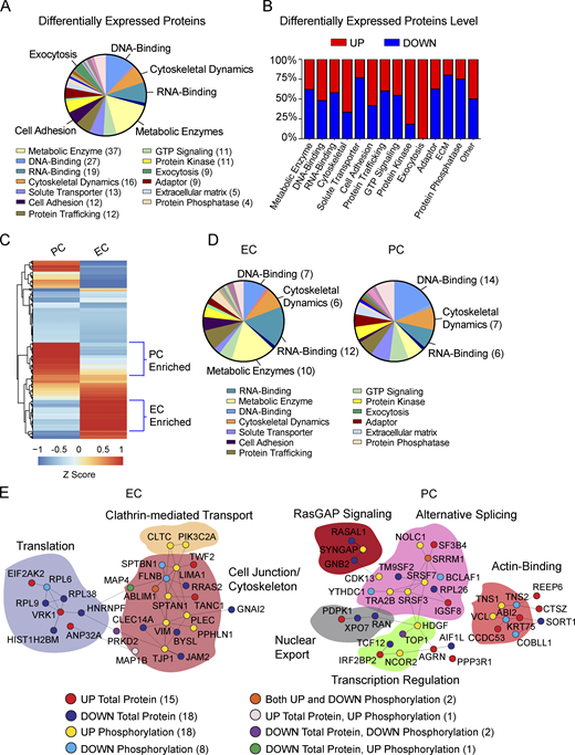 APOE4 alters protein levels at the BBB. (A) Distribution of functional groups for all proteins found to be differentially expressed in brain capillaries from E4F compared with E3F mice at 7 mo of age. Legend shows abundant functional groups with number of differentially expressed proteins per functional group indicated. (B) Percentage distribution of upregulated and downregulated proteins within abundant functional groups found to be differentially regulated. (C) Heatmap showing hierarchical clustering of single-cell RNA-seq gene expression for all proteins found to be differentially regulated in brain capillary ECs and PCs. Proteins showing preferential cell-type enrichment are assigned to either ECs or PCs as highlighted by blue brackets. The gene names encoding differentially expressed proteins assigned to ECs, PCs, or astrocyte end feet are given in Table S1 L. z-Scores for proteins enriched in ECs and PCs are reported in Table S1 M. (D) Distribution of functional groups within brain capillary ECs and PCs assigned to differentially expressed proteins. Legend shows abundant functional groups with the number of differentially expressed proteins for the most abundant functional groups in the EC and PC pie charts indicated. Proteins assigned to astrocyte end feet are excluded from analysis. All data in A–D are from four mice per group. (E) PPIs extracted from BioGRID data are assigned to proteins regulated by either phosphorylation or expression within brain capillary ECs and PCs and converge on common cellular processes. Proteins were clustered according to their involvement in particular cellular processes, demarcated by the colored regions. Each node represents a single dysregulated protein by either phosphorylation and/or expression level within the disrupted PPI signaling network in ECs and PCs. The color-coded legend shows direction (up or down) and type of dysregulation (phosphorylation or protein level), with the number of dysregulated proteins indicated. For full description of dysregulated PPI signaling networks in ECs and PCs, see the main text. ECM, extracellular matrix. Refer to the image caption for details.