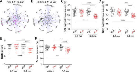 APOE4 effects on synaptic interactome and behavior. (A and B) PSD95 protein interactors (PSD95 interactome) determined in four replicates from the cortex. (A) Disrupted PSD95 PPI networks in 7-mo-old E4F compared with E3F mice. Affected protein interactors localized within highly connected nodes of the PPI. (B) PPIs networks in 2–3-mo-old E4F compared with E3F mice. In A and B, green, PSD95 node; gray, no detected changes in PSD95 PPI ratios; pink (A) or orange (B), impaired PSD95 PPI ratios. The PSD PPI network was constructed by immunoisolation and mass spectrometry analysis of Shank3, Syngap1, Homer1, Cyfip1, Cyfip2, Cnksr2, Nckap1, TNiK, Fmr1, Tsc1, and Dlgap1 nodes. In A and B, all measurements were performed simultaneously in four biological replicates per genotype and age. For full description of dysregulated PPI networks, see the main text and Table S1, N–P. (C–F) Novel object location (NOL; C) novel object recognition (NOR; D), nesting (E), and burrowing (F) in 4–6- and 6–8-mo-old E3F and E4F mice. Mean ± SEM. In C–F, n = 14–16 mice per group. Significance by one-way ANOVA with Bonferroni post hoc test (C–F). **, P < 0.01; ****, P < 0.0001. Refer to the image caption for details.