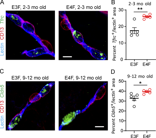 Validation of snRNA-seq endothelial DEGs by FISH in E4F compared with E3F mice. (A and B) Representative FISH of Tfrc (green) in lectin+ endothelial profiles (blue), but not in CD13+ PCs (magenta) in the cortex of 2–3-mo-old E3F and E4F mice (A, bar = 10 µm), and quantification of percentage lectin+ area colabeled with Tfrc in 2–3-mo-old E3F and E4F mice (B). The percentage increase in Tfrc+ lectin+ area by FISH in E4F compared with E3F mice was 48%, and the Tfrc log2(fold-change) = 0.598 for E4F compared with E3F mice by RNA-seq analysis (see Table S1 A). (C and D) Representative FISH of Cldn5 (claudin 5; green) in lectin+ endothelial profiles (blue), but not in CD13+ PCs (magenta) in the cortex of 9–12-mo-old E3F and E4F mice (C; bar = 10 µm), and quantification of percentage lectin+ area colabeled with Cldn5 in 9–12-mo-old E3F and E4F mice (D). The percentage increase in Cldn5+ lectin+ area by FISH in E4F compared with E3F mice was 20%, and the Cldn5 log2(fold-change) = 0.295 for E4F compared with E3F mice by RNA-seq analysis (see Table S1 B). In B and D, mean ± SEM, n = 5 mice; significance by unpaired t test. *, P < 0.05; **, P < 0.01. Refer to the image caption for details.