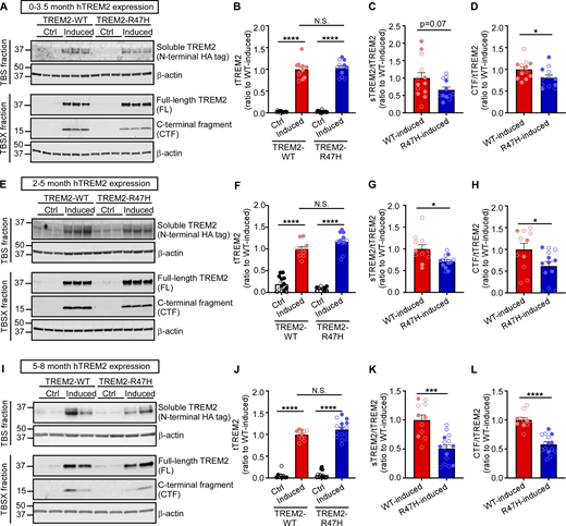 Characterization of human TREM2 protein in the 5xFAD/TREM2 mice. The protein levels of human TREM2 were detected in the TBS and TBSX fraction of 5xFAD/TREM2 mouse brain lysates by Western blotting (A, E, and I). The soluble TREM2 (sTREM2) in the TBS fraction was blotted by HA antibody. The FL- and CTF-TREM2 in the TBSX fraction were detected by a human-specific TREM2 antibody recognizing the C-terminus of TREM2. The amount of FL-TREM2 (B, F, and J), the ratio of sTREM2 to FL-TREM2 (C, G, and K), and the ratio of CTF- to FL-TREM2 (D, H, and L) were quantified. (A–D) The assessment of human TREM2 in the cohort of 5xFAD/TREM2 animals when TREM2 was expressed from 0 to 3.5 mo of age. n = 11–13 mice/group, mixed sexes. (E–H) The assessment of human TREM2 in the cohort of 5xFAD/TREM2 animals when TREM2 was expressed from 2 to 5 mo of age. n = 11–13 mice/group, mixed sexes. (I–L) The assessment of human TREM2 in the cohort of 5xFAD/TREM2 animals when TREM2 was expressed from 5 to 8 mo of age. n = 9–15 mice/group, mixed sexes. Data are mean ± SEM. The data from male and female mice are labeled as solid and open circles, respectively. Mann–Whitney tests with Bonferroni correction were used for statistical analysis. P values <0.0167 (B, F, and G) or < 0.05 (C, D, G, H, K, and L) were considered to be statistically significant. *, P < 0.05; ***, P < 0.001; ****, P < 0.0001; N.S., not significant. Source data are available for this figure: SourceData FS2.