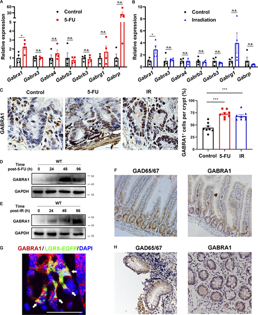 GABAAR α1 was upregulated in mouse small intestinal crypts after 5-FU or irradiation treatment. (A and B) RT-PCR analysis of several GABAAR subunits from mouse intestinal tissues with or without 5-FU (A) or irradiation treatment (B). (C) Immunohistochemistry staining for the expression of GABRA1 in mouse small intestinal crypts after 5-FU or irradiation treatment. Scale bar, 50 μm. Histogram demonstrating the percentages of GABRA1+ cells in each crypt. (D and E) Immunoblot of GABRA1 in mouse small intestinal crypts at indicated time points after 5-FU (D) or irradiation treatment (E). (F) Immunohistochemistry staining for the expression of GAD65/67 and GABRA1 in mouse small intestine. Scale bar, 50 μm. (G) GABRA1 (red) and GFP (LGR5, green) immunofluorescence staining in mouse small intestinal crypts. Scale bar, 50 μm. Arrows indicate GABRA1+/LGR5-EGFP+ cell pairs, DAPI (blue) was used to stain nuclei. (H) Immunohistochemistry staining for the expression of GAD65/67 and GABRA1 in the small intestine of humans. Scale bar, 50 μm. In A–C, values are means ± SEM; n = 4 mice per group. n.s., not significant; *, P < 0.05; and ***, P < 0.001 (two-tailed Student’s t test). Data are representative of two (A, B, D, and E) or three (C, F, G, and H) independent experiments. Source data are available for this figure: SourceData F1.