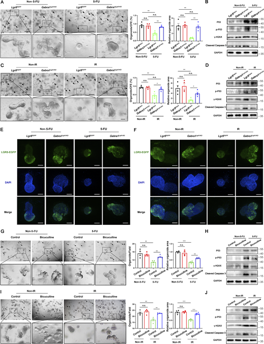 Deletion of GABRA1 in LGR5+ISCs or administration of bicuculline prevented mouse small intestinal organoids against 5-FU– or irradiation-induced apoptosis.(A and C) Representative images of Lgr5EGFP-IRES-CreERT2 (Lgr5EGFP) and Gabra1Lgr5-KO mice intestinal organoids 2 d after 5-FU (2.5 μM; A) or irradiation (1 Gy) treatment (C). Scale bar, 500 μm (upper) or 100 μm (bottom). Arrows indicate dead organoids. Histograms of organoids quantitation and area per field relative to the measurement on day 1. (B and D) Western blots for P53, p-P53, γ-H2AX, and Cleaved Caspase 3 from organoids 36 h after 5-FU treatment (B) or 18 h after irradiation treatment (D). (E and F) GFP (LGR5, green) immunofluorescence in intestinal organoids 2 d after 5-FU (E) or irradiation treatment (F). Scale bar, 25 μm. (G and I) Representative images of C57BL/6 mouse intestinal organoids 2 d after 5-FU (G) or irradiation treatment (I). Organoids were treated with vehicle or bicuculline (1 μM). Scale bar, 500 μm (upper) or 100 μm (bottom). (H and J) Western blots for P53, p-P53, γ-H2AX, and Cleaved Caspase 3 from organoids 36 h after 5-FU treatment (H) or 18 h after irradiation treatment (J). In A, C, G, and I, values are means ± SEM. n.s., not significant; *, P < 0.05; **, P < 0.01; and ***, P < 0.001 (two-tailed Student’s t test). Data are representative of at least three (A–J) independent experiments. Source data are available for this figure: SourceData F2. Refer to the image caption for details.