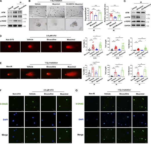 Bicuculline treatment reduced 5-FU- or irradiation-induced ROS and DNA damage. C57BL/6 mouse intestinal organoids were treated with vehicle, bicuculline (1 μM), muscimol (1 μM), or KU-60019 (1 μM) + muscimol (1 μM) 1 h before irradiation (1 Gy) treatment. (A) Immunoblots of ATM, p-ATM, and γ-H2AX in organoids 1 h after irradiation (1 Gy) treatment. (B) Representative images of organoids 2 d after irradiation treatment. Scale bar, 500 μm (upper) or 100 μm (bottom). Arrows indicate dead organoids. (C) Immunoblots of ATM, p-ATM, and γ-H2AX in organoids 30 min after irradiation treatment as in B. (D and E) Representative images of the comet assay of individual cells isolated from organoids 24 h after 5-FU (2.5 μM) treatment (D) or 1 h after irradiation (1 Gy) treatment (E). Scale bar, 25 μm. Histograms demonstrating the tail DNA %, tail length, and tail moment of each comet. (F and G) Representative immunofluorescence images of 8-OHdG (green) staining of organoids 24 h after 5-FU treatment (F) or 1 h after irradiation treatment (G). Scale bar, 100 μm. In B, D, and E, values are means ± SEM. *, P < 0.05; **, P < 0.01; and ***, P < 0.001 (two-tailed Student’s t test). Data are representative of at least three (A–G) independent experiments. Source data are available for this figure: SourceData F6.