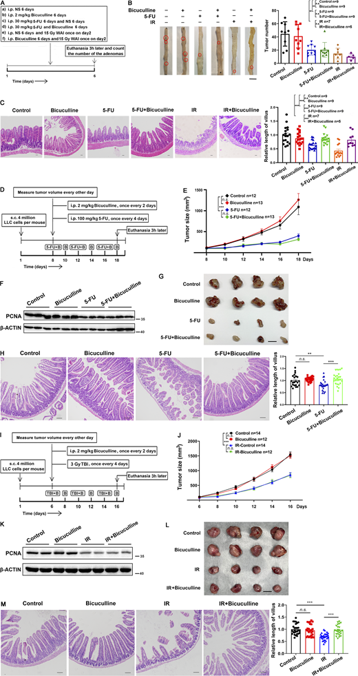 Bicuculline protected the normal intestine in ApcMin/+or tumor-bearing mice from chemoradiotherapy without affecting antitumor activity. (A) Schematic diagram of ApcMin/+ mice treatment. (B) Representative image of adenomas in the small intestine from differently treated ApcMin/+ mice. Scale bar, 1 cm. Histogram demonstrating the number of adenomas in the small intestine per mouse from A. (C) Representative images of H&E staining of the jejunum tissues. Scale bar, 100 μm. (D) Schematic diagram of tumor-bearing mice treatment with 5-FU. (E) Tumor sizes were measured every other day from days 8 to 18. (F) Immunoblot of PCNA in tumors from D at day 18. (G) Representative images of LLC tumors at day 18. Scale bar, 1 cm. (H) Representative images of H&E staining of the jejunum tissues. Scale bar, 100 μm. (I) Schematic diagram of tumor-bearing mice treatment with irradiation. (J) Tumor sizes were measured every other day from days 6 to 16. (K) Immunoblot of PCNA in tumors from I at day 16. (L) Representative images of LLC tumors at day 16. Scale bar, 1 cm. (M) Representative images of H&E staining of the jejunum tissues. Scale bar, 100 μm. In E and J values are means ± SEM; n = indicated mice per group. n.s., not significant; ***, P < 0.001 (ANOVA). In B, C, H, and M, values are means ± SEM; n = indicated mice per group. n.s., not significant; **, P < 0.01; and ***, P < 0.001 (two-tailed Student’s t test). Data are representative of two (E–H and J–M) or four (B and C) independent experiments. Source data are available for this figure: SourceData F8. Refer to the image caption for details.