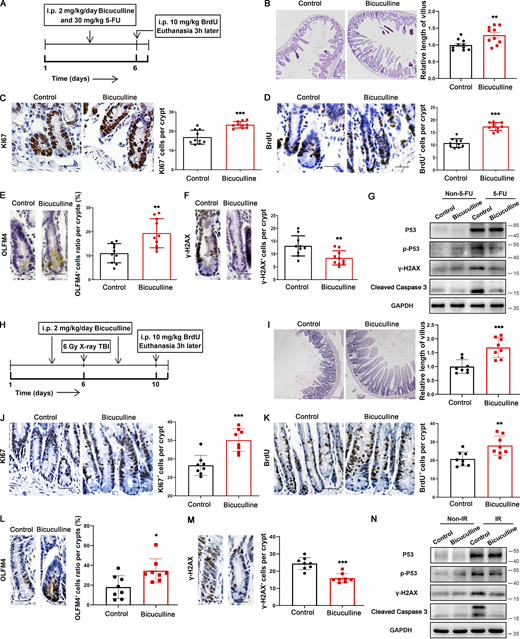 Bicuculline protected against 5-FU- or irradiation-induced intestinal injury in mice. Mice were treated with 5-FU (30 mg/kg, i.p., 6 d) or irradiation (6 Gy, TBI, once) with or without bicuculline (2 mg/kg, i.p.) treatment. (A) Schematic diagram of 5-FU treatment to C57BL/6 mice. (B) Representative images of H&E staining of the jejunum tissues from mice treated as in A. Scale bar, 100 μm. (C–F) Representative images of KI67 (C), BrdU (D), OLFM4 (E), and γ-H2AX (F) staining of the jejunum tissues from mice treated as in A. Scale bar, 50 μm. (G) Immunoblots of P53, p-P53, γ-H2AX, and Cleaved Caspase 3 in intestinal mucosa from mice treated as in A. In B–F, values are means ± SEM; n = 5 mice per group. **, P < 0.01; and ***, P < 0.001 (two-tailed Student’s t test). (H) Schematic diagram of irradiation treatment to C57BL/6 mice. (I) Representative images of H&E staining of the jejunum tissues from mice treated as in H. Scale bar, 100 μm. (J–M) Representative images of KI67 (J), BrdU (K), OLFM4 (L), and γ-H2AX (M) staining of the jejunum tissues from mice treated as in H. Scale bar, 50 μm. (N) Immunoblots of P53, p-P53, γ-H2AX, and Cleaved Caspase 3 in intestinal mucosa from mice treated as in H. In I–M, values are means ± SEM; n = 4 mice per group. *, P < 0.05; **, P < 0.01; and ***, P < 0.001 (two-tailed Student’s t test). Data are representative of at least three (B–G and I–N) independent experiments. Source data are available for this figure: SourceData FS2.