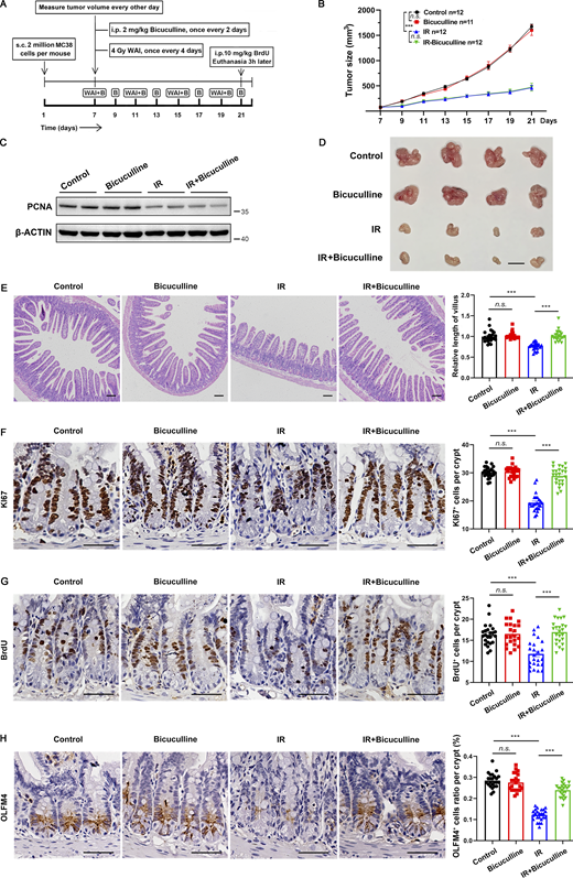 Bicuculline protected the normal intestine of MC38 tumor-bearing mice from fractionated abdominal radiotherapy without affecting its antitumor activity. (A) Schematic diagram of MC38 tumor-bearing mice exposed to fractionated abdominal irradiation. (B) Tumor sizes were measured every other day from days 7 to 21. (C) Immunoblot of PCNA expression in tumors from A at day 21. (D) Representative images of MC38 tumors at day 21. Scale bar, 1 cm. (E) Representative images of H&E staining of the jejunum tissues from mice treated as in A. Scale bar, 100 μm. (F–H) Representative images of KI67 (F), BrdU (G), and OLFM4 (H) staining of the jejunum tissues from mice treated as in A. Scale bar, 50 μm. In B, values are means ± SEM; n = indicated mice per group. ***, P < 0.001 (ANOVA). In E–H, values are means ± SEM; n = indicated mice per group. n.s., not significant; and ***, P < 0.001 (two-tailed Student’s t test). Data are representative of at least two (B–H) independent experiments. Source data are available for this figure: SourceData FS4. Refer to the image caption for details.