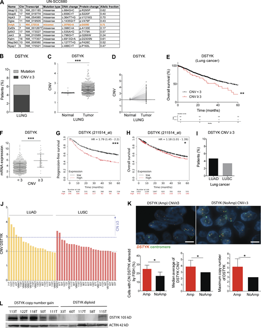 DSTYK is amplified and high levels of the gene correlate with poor prognosis in NSCLC patients. (A) Mutated kinase coding genes of a syngeneic SCC cell line (UN-SCC680) derived from a N-nitroso-tris-chloroethylurea chemically induced mouse model in A/J mice. Orange highlights tyrosine kinase genes. (B) Percentage of patients with DSTYK alteration from lung cancer. From Pan-Cancer TCGA data. (C) DSTYK CNV in normal (n = 960) and tumoral (n = 904) samples from NSCLC patients from the TCGA project. A t test was performed to compared both groups; P value = 2.2 × 10−16. (D) DSTYK CNV in paired normal and tumoral samples (n = 832) of NSCLC patients from the TCGA project. 82% of tumor samples showed DSTYK CN gain. (E) Kaplan–Meier plot. OS significantly decreases in lung cancer patients from the TCGA project with DSTYK CN gain (CNV ≥ 3; n, CVN < 3 = 951; n, CNV ≥ 3 = 40). Log-rank test P = 0.01. (F) Dot plot shows the correlation between CNV and mRNA expression of DSTYK. Patients with CNV ≥3 present significantly higher expression of DSTYK mRNA (n, CVN < 3 = 954; n, CNV ≥ 3 = 54). A t test was performed to compared both groups; P value = 8.5 × 10−7. (G) Kaplan–Meier plot. PFS significantly decreases in lung cancer patients with high DSTYK mRNA expression (Q1). (n, low = 736; n, high = 246). Log-rank test P = 2.4 × 10−8. Data are from https://kmplot.com/. (H) Kaplan–Meier plot. OS significantly decreases in lung cancer patients with high DSTYK mRNA expression (Q1). n, low = 1452; n, high = 373. Log-rank test P = 0.036. Data are from https://kmplot.com/. (I) Percentage of LUAD and LUSC patients with CN gain of DSTYK (CN > 3). Data from the TCGA project. (J) DSTYK CNV evaluation in CIMA-CUN-cohort patients by qRT-PCR. (K) FISH analysis of DSTYK (Amp) and (NoAmp) patients. Scale bar: 5 µm. A t test was performed to compare cells with DSTYK CN (P value = 0.04); median average of DSTYK CN (P = 0.02) and maximum CN of DSTYK (P = 0.038). (L) Cropped images from the Western blot analysis of DSTYK in frozen tumor samples from CIMA-CUN cohort patients with DSTYK CN gain and diploid number of DSTYK. *, P < 0.05; ***, P < 0.001. Source data are available for this figure: SourceData F1. Refer to the image caption for details.