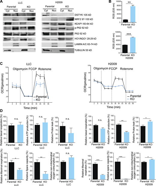DSTYK role in oxidative stress in lung cancer cells. (A) Cropped images from the Western blot analysis of KEAP1/NRF2 pathway proteins in LLC and H2009 parental and DSTYK-KO cells in cytoplasmic/nuclear fractions. Western blots show representative results from three independent experiments. (B) ROS measurements in LLC and H2009 parental and DSTYK-KO cells in basal conditions. Three experimental replicates were performed for each experimental condition. Experimental groups were compared by t test: LLC, P = 0.0031; and H2009, P = 0.0011. (C) Seahorse extracellular flux analysis shows dynamic representation of oxygen consumption rate (OCR) in LLC and H2009 cells under stress conditions. Three experimental replicates were performed for each experimental condition. (D) Comparison of different phases of mitochondrial respiration. Parental or KO LCC and H2009 cells share alteration of maximal respiratory and spare respiratory capacity in stress conditions. Experimental groups were compered by t test. LLC relative maximal respiration, P = 0.03; relative spare capacity, P = 0.01. H2009 relative ATP production, P = 0.002; relative proton leak, P = 0.04; relative maximal respiration, P = 0.0008; relative spare capacity, P < 0.0001; relative non-mitochondrial oxygen consumption, P = 0.03. *, P < 0.05; **, P < 0.01; ***, P < 0.001. All images are representative results out of three experimental replicates. Source data are available for this figure: SourceData F3.