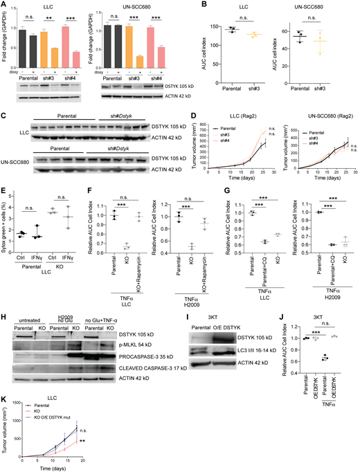 DSTYK inhibition promotes immunogenic death of lung cancer cells. (A) Top: DSTYK mRNA expression by quantitative PCR in LLC and UN-SCC680 parental and sh#DSTYK cells (n = 3). Bottom: DSTYK protein expression by Western blot in LLC and UN-SCC680 parental and sh#DSTYK cells. Analysis was done by t test. Comparison LLC sh#3 −/+ doxy, P = 0.003; sh#4 −/+ doxy, P < 0.001. Comparison UN-SCC680 sh#3 −/+ doxy and sh#4 −/+ doxy, P < 0.001. (B) Proliferation assay measured by xCELLigence Technology for 96 h in LLC and UN-SCC680 parental and sh#DSTYK cells (n = 3). Analysis was done by t test. (C) DSTYK protein expression by Western blot in parental and sh#DSTYK tumors from LLC and UN-SCC680 preclinical models at the end point of in vivo experiment. (D) Tumor volume of LLC and UN-SCC680 parental or sh#DSTYK cells in immunocompromised mice. Analysis was done by ANOVA. Number of Rag−/− IL2Rg−/− mice per group = 5. (E) T cell killing of LLC parental and KO cell lines was performed in the presence or absence of IFN-γ (n = 3). (F) TNF-α–mediated killing of LLC or H2009 parental, KO, and KO treated with rapamycin cell lines (n = 3). Analysis was performed by t test. Parental vs. KO cells treated with TNF-α, P < 0.001 both in LLC and H2009 cell lines. (G) TNF-α–mediated killing of LLC or H2009 parental, parental treated with chloroquine, and KO cell lines (n = 3). Analysis was performed by t test. Parental vs. parental + chloroquine and parental vs. KO cells treated with TNF-α showed P < 0.001 both in LLC and H2009 cell lines. (H) Cropped images from Western blot analysis of apoptosis and necroptosis-related proteins in H2009 parental and DSTYK-KO cells under normal and stress conditions. (I) Cropped images from Western blot analysis of autophagic protein (LC3) in immortalized 3KT parental and overexpressing DSTYK. (J) T cell killing of 3KT parental and overexpressing DSTYK cell lines was performed in the presence or absence of TNF-α (n = 3). Analysis was performed by t test. P < 0.001 for parental vs. parental treated with TNF-α 3KT cell lines. (K) Tumor volume of parental, KO, and KO overexpressing mutated DSTYK LLC tumor–bearing mice. Analysis was performed by ANOVA. P = 0.002 (parental vs. KO tumor-bearing mice). Number of C57BL/6J mice per group = 7. **, P < 0.01; ***, P < 0.001. Source data are available for this figure: SourceData FS5. Refer to the image caption for details.