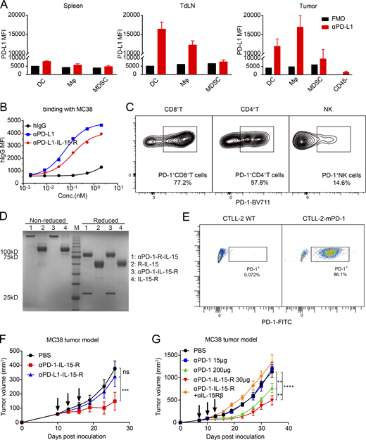 αPD-1 rather than αPD-L1 targeting enhanced IL-15-R bioactivity. (A) C57BL/6 mice were inoculated with 5 × 105 MC38 cells, and tissues (spleen, dLN, and tumor) were collected. The PD-L1 levels of DC, Mφ, and MDSCs from the indicated tissues were measured by flow cytometric analysis. (B) MC38 tumor cells were collected and incubated with different proteins as indicated. Protein binding with MC38 tumor cells was detected by flow cytometric analysis. (C) C57BL/6 mice were inoculated with 5 × 105 MC38 cells. PD-1 level of CD4+T, CD8+T, and NK cells from the tumor was measured by flow cytometric analysis. (D) Reduced and non-reduced SDS-PAGE analysis for the indicated proteins. (E) The CTLL-2-mPD-1 reporter cell line was derived from the original CTLL-2 cell line transduced by lentivirus expressing the extracellular domain of mouse PD-1. The PD-1 overexpression level of CTLL-2-mPD-1 cells was detected by flow cytometric analysis. (F) C57BL/6 mice (n = 5) were inoculated with 5 × 105 MC38 cells. Tumor-bearing mice were intraperitoneally treated with PBS or 30 μg αPD-1-IL-15-R or αPD-L1-IL-15-R on days 10, 13, and 16. Tumor volume was measured as indicated. (G) C57BL/6 mice (n = 5) were inoculated with 5 × 105 MC38 cells. Tumor-bearing mice were intraperitoneally treated with PBS or 15 μg/200 μg αPD-1 or 30 μg αPD-1-IL-15-R or 200 μg αIL-15Rβ on days 7, 10, and 13. Tumor volume was measured as indicated. Data are shown as mean ± SEM from two to three independent experiments. The P value was determined by two-way ANOVA with Geisser–Greenhouse’s correction (F and G). MFI, mean fluorescence intensity. **P < 0.01, ***P < 0.001, ****P < 0.0001. Source data are available for this figure: SourceData FS2. Refer to the image caption for details.
