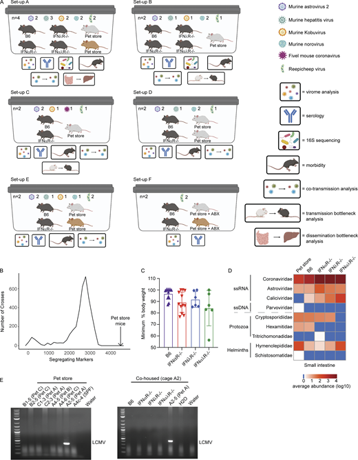 Overview of cohousing setups throughout paper, with expanded pet store genotyping, weight loss, and pathogen discovery data. (A) Models of each cage setup (labeled A–F) used in analyses. Key on the right denotes analyses performed on each cage. See Table S1 for details on which cohousing designs were used for each figure in the manuscript. Cohousing setup F was used only for characterizing pet store mouse serology and assembling the Reepicheep virus genome. (B) Data from miniMUGA genotyping array (Sigmon et al., 2020) that determined the number of segregating markers between 3,653 pairs of inbred strains presented as a frequency distribution (minimum segregating markers = 6, maximum = 3,351, median = 2,654, mean = 2,445). In the 18 pet store mice, the number of segregating markers was 4,431 (black arrow), greatly exceeding these pairwise comparisons of diversity. (C) Maximum weight loss after cohousing. (D) Heatmap of virus reads as quantified using CCMetagen. (E) Specific amplification and identification of arenavirus RNA in pet store (top) and cohoused (bottom) mice. Data combined from D, n = 12 cages. ABX, antibiotics; LCMV, lymphocytic choriomeningitis virus. Refer to the image caption for details.