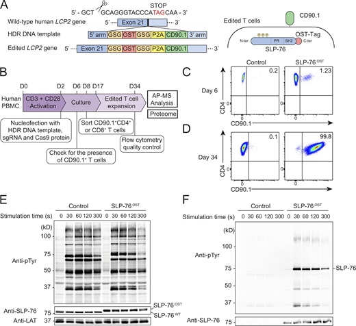 Human primary CD4+ T cells amenable to fast-track AP-MS characterization of the SLP-76 signalosome. (A) An sgRNA was designed to introduce a DSB 12 bp 5′ of the stop codon found in the human LCP2 gene that codes for SLP-76 (Table S1). An 845-bp-long dsDNA was used as a template for HDR (Table S2). After HDR, CD4+ T cells are expected to coexpress intracytoplasmic SLP-76OST molecules and the mouse CD90.1 protein at their surface. (B) Workflow used for editing, selecting, and expanding human primary CD4+ or CD8+ T cells expressing SLP-76OST molecules amenable to AP-MS. (C) CD4+ T cells nucleofected with Cas9 alone (control) or Cas9-sgRNA RNP plus the HDR DNA template (SLP-76OST edited) were analyzed 4 d after nucleofection by flow cytometry for CD90.1 expression. Data in C and D are representative of at least two experiments. (D) SLP-76OST–edited, CD90.1+CD4+ T cells were sorted, expanded in vitro, and analyzed for CD90.1 expression 1 d before AP-MS analysis, which corresponds to day 34 after the start of the culture. Also shown are control CD4+ T cells that were mock edited, sorted, and expanded in parallel. (E) Immunoblot analysis of equal amounts of proteins from total lysates of SLP-76OST–edited and control CD4+ T cells that were either left unstimulated (0 s) or stimulated for 30, 60, 120, or 300 s with anti-CD3 and anti-CD28 and probed with antibody to phosphorylated tyrosine (anti–p-Tyr), anti–SLP-76, or anti-LAT (loading control). (F) Immunoblot analysis of equal amounts of lysates of SLP-76OST–edited and control CD4+ T cells stimulated as in E and subjected to affinity purification on Strep-Tactin Sepharose beads, followed by elution of proteins with D-biotin, and probed with antibody to phosphorylated tyrosine (anti–p-Tyr) or anti–SLP-76. Left margin in E and F, molecular size in kilodaltons. Data in E and F are representative of at least two independent experiments. Refer to the image caption for details.