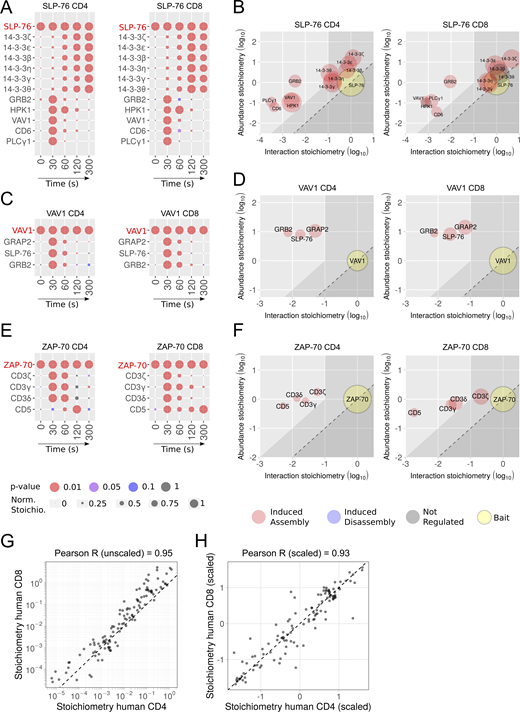 Comparative analysis of the SLP-76, VAV1, and ZAP-70 interactomes of human primary CD4+ and CD8+ T cells. (A) Dot plots showing the interaction stoichiometry of SLP-76 in human CD4+ and CD8+ T cells over the course of TCR-CD28 stimulation. In A–F, only the preys shared between CD4+ and CD8+ T cells are shown. For A, C, and E, see description in Fig. 2 C. (B) Stoichiometry plots of the SLP-76 interactome of human CD4+ and CD8+ T cells. For B, D, and F, see description in Fig. 2 D. (C) Dot plots showing the interaction stoichiometry of VAV-1 in human CD4+ and CD8+ T cells over the course of TCR-CD28 stimulation. (D) Stoichiometry plots of the VAV1 interactome of human CD4+ and CD8+ primary T cells. (E) Dot plots showing the interaction stoichiometry of ZAP-70 in human CD4+ and CD8+ T cells over the course of TCR-CD28 stimulation. The ZAP-70–CD3ε interaction occurring in CD8+ T cells is of high confidence (47-fold enrichment with a P value <0.05 at t = 30 s; Data S1). After slightly relaxing the cutoff values corresponding to ZAP-70–CD3ε interaction occurring in CD4+ T cells (4.3-fold enrichment with a P value <0.05 at t = 30 s; Data S1), a sixth interactor corresponding to CD3ε can also be added to the list of ZAP-70 interactors shared between mice and humans. (F) Stoichiometry plots of the ZAP-70 interactomes of human CD4+ and CD8+ T cells. (G) The interaction stoichiometries of TCR-regulated interactions identified in both human CD4+ and CD8+ T cells and corresponding to the SLP-76, VAV1, and ZAP-70 baits were compared across all conditions of stimulation. (H) Same comparison as in G using scaled (Z-score) interaction stoichiometries to compare variations of interaction stoichiometries relative to their means. Also shown in G and H are the Pearson correlation coefficient and a dashed line corresponding to equal stoichiometries (G) or scaled stoichiometries (H). Scaling was performed for each interaction by subtracting the mean and dividing it by the SD of log-transformed stoichiometries across all conditions of stimulation.