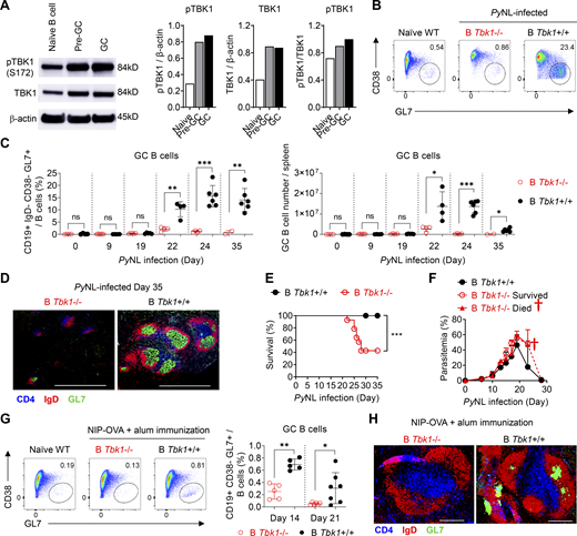 TBK1 is involved in GC B cell differentiation. (A) Protein expression and phosphorylation of TBK1 in purified naive B cells from naive mice, Pre-GC B cells from day 9 PyNL-infected mice, and GC B cells from day 30 PyNL-infected mice, pooled from two mice per group. Graph shows the quantitative band intensity normalized to actin control or total TBK1 protein. (B) Representative FACS analysis of GC B cell population in the spleen on day 24 after PyNL infection. Plots are gated on CD19+ IgD− cells. (C) Proportions and cell numbers of the GC B cell population in the spleen of PyNL-infected mice over time. n = 4–6 mice/group at each time point from day 0 to day 24; n = 2–6 mice/group at day 35. (D) Immunohistochemical analysis of spleens from B Tbk1−/− and B Tbk1+/+ mice that recovered from PyNL infection on day 35 after infection. Staining of CD4 (blue), expressed in CD4 T cells; IgD (red), expressed in mature follicular B cells; GL7 (green), expressed in the GC. Scale bars, 1 mm. (E) Survival of B Tbk1−/− and B Tbk1+/+ mice upon PyNL infection. n = 11–14 mice/group. (F) Parasitemia of B Tbk1−/− mice that died, n = 8; B Tbk1−/− mice that survived, n = 6; and B Tbk1+/+ mice, n = 11; after infection with PyNL. †, time point of death. (G) Representative FACS plots and percentages of splenic GC B cell population among total B cells 14 d and 21 d after immunization with NIP-OVA with alum adjuvant. n = 5–7 mice/group. (H) Immunohistochemical analysis of spleens from B Tbk1−/− and B Tbk1+/+ mice 21 d after immunization. Scale bars, 200 µm. Each dot represents an individual mouse. Data are representative of two (A) or three (G) independent experiments and pooled from five (C) or three (E and F) independent experiments, representative of at least two (D) or three (H) biological replicates. Data are shown as mean ± SD. *, P < 0.05; **, P < 0.01; ***, P < 0.001; unpaired Student’s t test (C), Mann-Whitney t test (G), or log-rank (Mantel-Cox) test (E). Source data are available for this figure: SourceData F1.