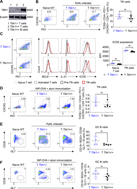 CD4+ T cell–intrinsic TBK1 is dispensable for Tfh cell maturation. (A) Depletion efficiency of Tbk1 in splenic CD4+ T cells of Cd4creTbk1f/f mice (T Tbk1−/−) and Cd4wtTbk1f/f mice (T Tbk1+/+) was analyzed by immunoblotting. B cells from WT mice were used as a control. (B) Population of Tfh cells in the spleens of T Tbk1−/− and T Tbk1+/+ mice on day 24 after infection with PyNL analyzed by FACS. n = 4–5 mice/group. (C) Representative FACS plots and histograms of BCL6, IL-21, and ICOS expression in naive T cells, activated T cells, pre-Tfh cells, and mature Tfh cells in the spleens of T Tbk1−/− and T Tbk1+/+ mice on day 24 after infection with PyNL. n = 4–5 mice/group. MFI, mean fluorescence intensity. (D) Population of Tfh cells in the spleens of T Tbk1−/− and T Tbk1+/+ mice on day 12 after immunization with NIP-OVA with alum. n = 5 mice/group. (E) GC population in the spleens of T Tbk1−/− and T Tbk1+/+ mice on day 24 after infection with PyNL. n = 4–5 mice/group. (F) GC population in the spleens of T Tbk1−/− and T Tbk1+/+ mice on day 12 after immunization with NIP-OVA with alum. N = 5 mice/group. Each dot represents an individual mouse. Data are representative of two independent experiments (A–F). Data are shown as mean ± SD. Mann-Whitney t test (B–F). Source data are available for this figure: SourceData F3.