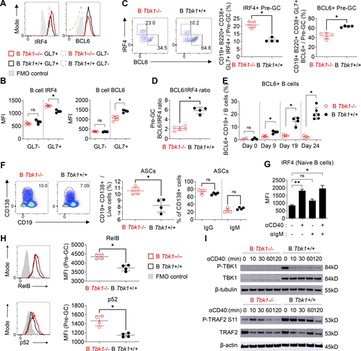 TBK1 negatively regulates IRF4 by limiting CD40 signaling in Pre-GC. (A and B) Representative histograms (A) and mean fluorescence intensity (MFI) of IRF4 and BCL6 expression (B) in GL7− B cells and GL7+ Pre-GC of B Tbk1−/− and B Tbk1+/+ mice on day 9 after infection with PyNL analyzed by FACS. FMO, fluorescence minus one control. n = 4–5 mice/group. (C) Representative FACS plots and proportion of IRF4+ Pre-GC and BCL6+ Pre-GC populations in the spleen of B Tbk1−/− and B Tbk1+/+ mice on day 9 after infection with PyNL. n = 4–5 mice/group. (D) Ratio of BCL6+ Pre-GC and IRF4+ Pre-GC populations in the spleen on day 9 after infection with PyNL. n = 4–5 mice/group, representative of two independent experiments. (E) Time-course analysis of BCL6+ B cell population during PyNL infection. n = 4–6 mice/group. (F) Population of ASCs in the spleens of B Tbk1−/− and B Tbk1+/+ mice on day 9 after infection with PyNL. n = 4–5 mice/group. (G) IRF4 expression in WT naive B cells stimulated for 16 h with 10 µg/ml anti-CD40 and/or with anti-IgM analyzed by FACS. n = 3 mice. (H) RelB and p52 expression in splenic GL7+ Pre-GC (CD19+ B220+ GL7+) of B Tbk1−/− and B Tbk1+/+ mice on day 9 after infection with PyNL. N = 4 mice/group. (I) Immunoblot analysis of the time course of in vitro stimulation of naive B cells from B Tbk1−/− and B Tbk1+/+ mice with 1 μg/ml anti-CD40. Each dot represents data from an individual mouse. Data are representative of two independent experiments (A–D and F–I) or from three independent experiments (E). Data are shown as mean ± SD. *, P < 0.05; **, P < 0.01; Mann-Whitney t test (B–F and H) or unpaired Student’s t test (G). Source data are available for this figure: SourceData F5.