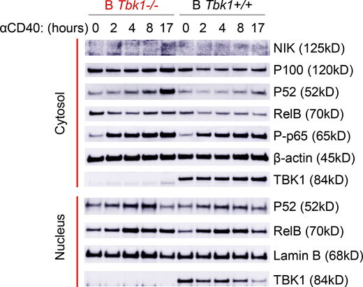 TBK1 negatively regulates CD40-induced noncanonical NF-κB signaling in B cells. Time-course analysis of cytosolic and nuclear fractions of Tbk1−/− and B Tbk1+/+ naive B cells stimulated with 1 µg/ml anti-CD40 and analyzed by immunoblotting. Representative of two independent experiments. Source data are available for this figure: SourceData FS5.