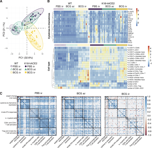Intravenous BCG inoculation suppresses inflammatory responses following SCV2 infection: lack of correlation with peak viral load. (A–C) K18-hACE2 mice or non-transgenic littermate controls (WT) were inoculated with 106 CFUs BCG Pasteur by s.c. or i.v. routes. Control animals received the same volume of PBS i.v. At 42 d after BCG administration, mice were infected with 103 TCID50 SCV2 (WA1/2020) by i.n. instillation. Tissues were harvested for viral titers, flow cytometry analysis, and cytokine measurements 5 d after viral challenge. (A) PCA incorporating weight change; viral copies in nasal turbinates, lungs, and brain; cytokine levels in lung homogenate; and cell type frequencies and numbers in lung single-cell suspensions. The full dataset is shown in Table S1. (B) Hierarchical clustering of the top 10 cytokines and cell types that contribute to variation along the first and second components of the PCA is represented as a heat map. Experimental groups are indicated above the heat map. The full dataset is shown in Table S2. (C) Spearman’s correlation analyses of all parameters used in the PCA were performed for the PBS i.v., BCG s.c., and BCG i.v. groups separately. Positive and negative correlations are shown in blue and red as represented in the key, and only statistically significant correlations (adjusted P < 0.05) are indicated. macs, macrophages; Treg, regulatory T cell.