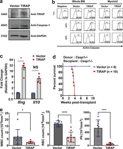 Caspase-1 is not required for TIRAP-induced BMF.(a) Immunoblots for Caspase-1 from WT HSPCs transduced with TIRAP or vector. (b) Intracellular flow cytometric analysis of activated Caspase-1. CD11b+ cells were selected to measure the active Caspase-1 within myeloid populations. Bone marrow from four mice was pooled and analyzed for activated Caspase-1. (c) RT-qPCR measuring Ifnγ and Il10 in Casp1−/− HSPCs transduced with TIRAP (n = 4) or vector (n = 4). (d) Kaplan–Meier survival curves for Casp1−/− mice transplanted with Casp1−/− HSPCs transduced with TIRAP (n = 10) or vector (n = 8); P = 0.0002. Data pooled from two independent transplants. (e) Complete blood counts at experimental end point from Casp1−/− mice transplanted with Casp1−/− HSPCs transduced with TIRAP (n = 10) or vector (n = 8). Plt, platelets. *, P ≤ 0.05; ****, P ≤ 0.0001. Source data are available for this figure: SourceData F6. Refer to the image caption for details.