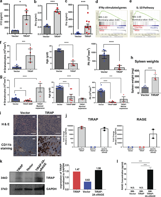 Constitutive expression of TIRAP induces Ifnγ, Il-10, and Hmgb1; and confirmation of overexpression of TIRAP and RAGE in HSPCs.(a) Concentration of Il10 detected by ELISA in conditioned medium from HSPCs transduced with TIRAP (n = 3) or vector (n = 3) after 24 h of culture. (b) Concentration of Ifnγ detected by ELISA in conditioned medium from HSPCs transduced with TIRAP (n = 3) or vector (n = 3) after 24 h of culture. (c) Concentration of Ifnγ as detected by ELISA in peripheral blood serum from mice transplanted with TIRAP-transduced (n = 10) or vector-transduced (n = 13) HSPCs at experimental end point. Data from two independent repeats. (d) GSEA analysis of previously published dataset (Pellagatti et al., 2006) showing enrichment of the IFNγ-stimulated genes in low-risk MDS patients compared with healthy controls. NES, normalized enrichment score. (e) GSEA analysis of previously published dataset (Pellagatti et al., 2006) showing enrichment of IL10 pathway genes in low-risk MDS patients compared with healthy controls. (f and g) Granulocyte counts, hemoglobin (Hgb) levels, and platelet (Plt) counts at experimental end point in WT mice transplanted with Ifnγ−/− or Il10−/− HSPCs transduced with vector or TIRAP. Data from three independent transplants. (h) Spleen weight at experimental end point of Ifnγr−/− mice transplanted with vector-transduced (n = 9) and TIRAP-transduced (n = 6) HSPCs lacking Ifnγr. Data from two independent transplants. (i) Representative images of H&E-stained sections of the spleen of Ifnγr−/− mice transplanted with TIRAP-transduced HSPCs lacking Ifnγr show disruption of the splenic structures compared with vector controls. CD11b-stained spleen sections show increase infiltration of myeloid cells in Ifnγr−/− mice transplanted with TIRAP-transduced HSPCs lacking Ifnγr compared with vector. Scale bar: 20 µm for 40× magnification. (j) RT-qPCR data showing increased TIRAP expression in NIH3T3 cells transduced with TIRAP and TIRAP-2A-sRAGE vectors compared with vector control. Increased RAGE expression seen in TIRAP-2A-sRAGE–transduced NIH3T3 cells compared with only TIRAP and vector controls. Data pooled from two independent repeats. (k) WT HSPCs transduced with empty vector (n = 4) or TIRAP (n = 5) or TIRAP-2A-sRAGE (n = 6) were sorted for GFP expression and immunoblotted with antibodies against TIRAP and GAPDH. Representative image shown from one of two independent experiments. (l) Concentration of sRAGE detected by ELISA in conditioned medium from HSPCs transduced with vector (n = 5), TIRAP (n = 5), or TIRAP-2A-sRAGE (n = 5) after 24 h of culture. The ELISA was done in three independent repeats. *, P ≤ 0.05; **, P ≤ 0.01; ***, P ≤ 0.001; ****, P ≤ 0.0001. Source data are available for this figure: SourceData FS2. Refer to the image caption for details.