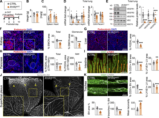 Figure 2. Refer to the image caption for details.