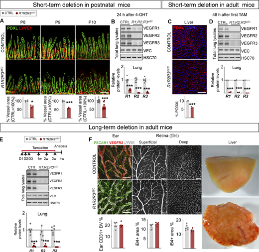 Organ-specific temporal responses in VEGFR1/2/3 compound deletion.(A) Representative confocal micrographs and quantifications showing rapid regression of small intestine vasculature 24 h after 4-OHT administration to R1R2R3iΔEC pups (n = 3) compared with littermate controls (n = 3). Scale bar = 200 μm. (B) Western blots and quantification of VEGFRs normalized to HSC70 and VE-cadherin (VEC) in lung lysates at 24 h (control n = 6, R1R2R3iΔECn = 6, two independent experiments). (C) Representative confocal micrographs and quantification showing regression of hepatic vasculature 48 h after tamoxifen (TAM) administration to R1R2R3iΔEC (n = 3) adult mice and controls (n = 3). Scale bar = 100 μm. (D) Western blots and quantifications of VEGFRs in lung lysates at 48 h in R1R2R3iΔEC (n = 2) and control mice (n = 2). (E) Experimental setup, Western blots, and quantification of VEGFRs in lung lysates after 4 wk of Vegfr deletions in R1R2R3iΔEC (n = 4–6) and control mice (n = 6). (F) Representative images and quantification of dermal and retinal vasculature and changes in hepatic gross morphology after 4 wk of deletion. Blood vessels are stained for podocalyxin (PDXL), PECAM1 (CD31), or isolectin B4 (iB4), and lymphatic vessels are stained for LYVE1. Scale bars = 200 μm (ear images) and 100 μm (retina images). Error bars = mean ± SEM. Statistical significance was determined using Student’s t test (two-tailed, unpaired). *, P < 0.05; ***, P < 0.001. Source data are available for this figure: SourceData F7.