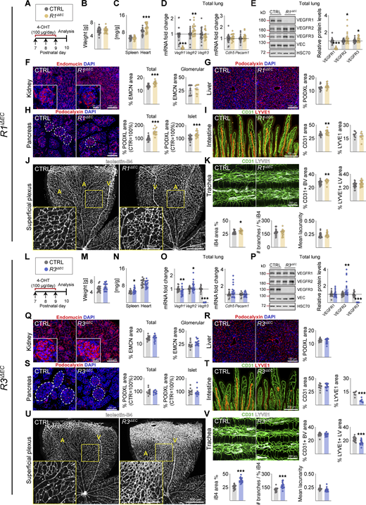 Vascular phenotypes in postnatal mice after VEGFR1 or VEGFR3 deletion.(A and L) Experimental setup. (B and M) Pup weights at P10. (C and N) Spleen and heart weights normalized to body weight. (D and O) Quantification of Vegfr transcripts normalized to 36b4 and Cdh5 transcripts; and Cdh5 and Pecam1 transcripts normalized to 36b4 transcripts. (E and P) Western blots and quantification of VEGFR bands normalized to HSC70 and VE-cadherin (VEC) bands in lung lysates. (F and Q) Staining and quantification of blood vessels (EMCN in red) in kidneys and their glomeruli (insets). Scale bar = 100 µm, inset = 20 µm. (G and R) Staining and quantification of blood vessels (PDXL staining in red) in the liver and (H and S) pancreas; the dashed lines mark Langerhans islets (scale bars = 100 µm). (I and T) Intestinal whole-mounts stained for blood (CD31, green) and lymphatic (LYVE1, red) vessels and their quantification (scale bar = 200 µm). (J and U) EC staining with isolectin B4 (iB4, white) in retinal whole-mounts and their quantification. A, arteries; V, veins. Only the superficial plexus is shown (scale bars = 500 µm, insets = 200 µm). (K and V) Tracheal whole-mount staining and quantification of blood and lymphatic vessels (CD31, green; LYVE1, white; scale bar = 200 µm). EMCN: endomucin; PODXL: podocalyxin. Error bars = mean ± SEM. Control (CTRL) = 25, R1iΔEC = 20 mice pooled from six independent experiments were used for the VEGFR1 deletions. CTRL = 18, R3iΔEC = 19 mice pooled from five independent experiments were used for the VEGFR3 deletions. Statistical significance was determined using Student’s t test (two-tailed, unpaired) with Welch’s correction in case of unequal variances. *, P < 0.05; **, P < 0.01; ***, P < 0.001. BV, blood vessel; LV, lymphatic vessel. Source data are available for this figure: SourceData FS1.