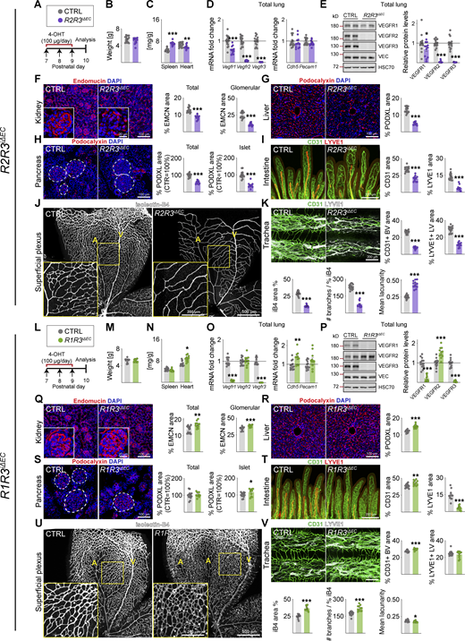Vascular phenotypes in postnatal mice after VEGFR2;VEGFR3 deletion or VEGFR1;VEGFR3 deletion. (A and L) Experimental setup. (B and M) Pup weights at P10. (C and N) Spleen and heart weights normalized to body weight. (D and O) Quantification of Vegfr transcripts. (E and P) Western blots and quantifications of VEGFR bands in lung lysates. (F and Q) Staining and quantification of blood vessels (EMCN in red) in kidneys and glomeruli (insets). Scale bar = 100 µm, inset = 20 µm. (G and R) Staining and quantification of blood vessels (PDXL in red) in the liver and (H and S) pancreas; the dashed lines mark Langerhans islets (scale bars = 100 µm). (I and T) Intestinal whole-mounts stained for blood (CD31, green) and lymphatic (LYVE1, red) vessels and their quantification (scale bar = 200 µm). (J and U) EC staining with isolectin B4 (iB4, white) in retinal whole-mounts and their quantification. A, arteries; V, veins. Only the superficial plexus is shown (scale bars = 500 µm, insets = 200 µm). (K and V) Tracheal whole-mount staining and quantification of blood and lymphatic vessels (CD31, green; LYVE1, white, scale bar = 200 µm). EMCN: endomucin; PODXL: podocalyxin. Error bars = mean ± SEM. Control (CTRL) = 16, R2R3iΔEC = 12 mice pooled from four independent experiments were used for the VEGFR2;VEGFR3 deletions. CTRL = 13, R1R3iΔEC = 11 mice pooled from three independent experiments were used for the VEGFR1;VEGFR3 deletions. Statistical significance was determined using Student’s t test (two-tailed, unpaired) with Welch’s correction in case of unequal variances. *, P < 0.05; **, P < 0.01; ***, P < 0.001. BV, blood vessel; LV, lymphatic vessel. Source data are available for this figure: SourceData FS2.