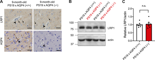 LRP1 expression was comparable in PS19 mice regardless of AQP4 genotypes. (A) Representative images of 9-month-old PS19 × AQP4 (+/+) and PS19 × AQP4 (−/−) mice stained with LRP1 or AQP4. Arrows indicate neuronal staining and arrowheads indicate vasculatures. Scale bars, 20 μm. (B and C) Representative immunoblots (in kD) probing for LRP1 and actin in RIPA fractions of 9-month-old PS19 × AQP4 (+/+) (n = 9) and PS19 × AQP4 (−/−) (n = 9) and its quantification. Unpaired two-tailed t test; n.s., not significant. Source data are available for this figure: SourceData FS3.