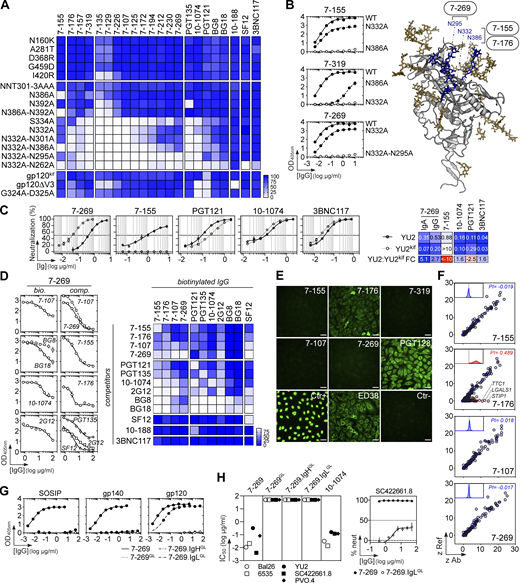 Binding characteristics of coexisting IgG and IgA bNAbs. (A) Heatmap showing the ELISA binding of selected HIV-1 bNAbs to recombinant mutant, kifunensine-treated (gp120kif), V3 loop-deleted (gp120ΔV3) gp120 proteins. Color value is proportional to the reactivity level measured as percentage of binding compared to WT gp120 in at least two independent experiments. (B) Representative ELISA graphs (top left) comparing the binding of selected antibodies from each identified bNAb clonotypes to WT and mutant proteins carrying sensitive substitutions. Means ± SD of duplicate OD405nm values from two independent experiments are shown. Ribbon diagram showing the crystal structure of glycosylated gp120 subunit (gray; glycans in orange; PDB accession no. 5T3Z), in which putative contacting glycans of prototypical bNAbs are colored in blue. (C) Representative graphs showing the neutralizing activity of 7-269 IgA, 7-155 IgG, and control IgG bNAbs against YU2 pseudoviruses produced in the presence of kifunensine (YU2kif; dotted lines) or not (YU2; straight lines). Means ± SD of duplicate values are shown. The heatmap (right) compares the IC50 values (µg/ml) of the selected bNAbs against YU2 and YU2kif. FC, fold-change. Mean values from two independent experiments are shown. (D) Competition ELISA graphs (left) comparing the binding of selected biotinylated bNAbs (-bio) in the presence of potential bNAb competitors. Means ± SD of duplicate OD405nm values from two independent experiments are shown. Heatmap (right) showing competition for BG505 SOSIP.664 binding of selected HIV-1 bNAbs. Lighter colors indicate stronger inhibition; dark blue indicates no competition. (E) Binding of selected HIV-1 bNAbs to HEp2-expressing self-antigens as assayed by indirect IFA. Ctr+, positive control; Ctr− and ED38 are negative and low positive control antibodies, respectively. The scale bars represent 40 µm. (F) Microarray plots showing the reactivity of selected HIV-1 bNAbs to human proteins. Each spot corresponds to the z-scores given on a single protein by the reference antibody (Ref: mGO53, y axis) and test antibody (x axis). Red dots indicate immunoreactive proteins (z > 5) presented in Table S2. Frequency histograms in the upper left corner show the log10 protein displacement (σ) of the MFI signals for HIV-1 bNAbs compared to nonreactive antibody mGO53. The PI corresponds to the Gaussian mean of all array protein displacements. (G) ELISA graphs comparing the binding to Env proteins of the selected bNAbs, GL, and mutated-GL hybrid counterparts. Means ± SD of triplicate OD405nm values are shown (representative of three independent experiments). (H) In vitro neutralizing activity of mutated, GL, and hybrid versions of 7-269 bNAb. Dot plot (left) comparing the IC50 values for the neutralization of clade B viruses (n = 5) as determined in the TZM-bl assay. 10-1074 and 7-269 are positive controls. Neutralization graph (right) shows the neutralizing activity of 7-269 and 7-269.IgLGL against SC422661.8. Means ± SD of duplicate IC50 values are shown (representative of three independent experiments). Refer to the image caption for details.