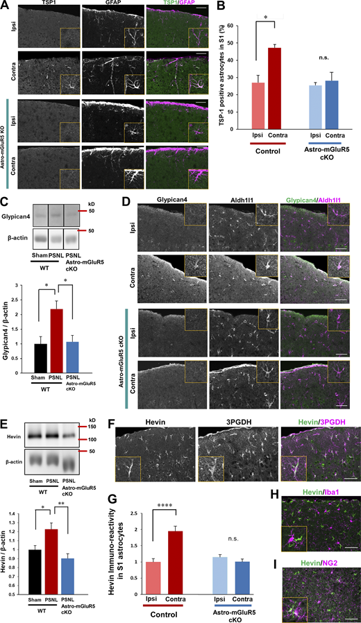 Astrocytic mGluR5 drives multiple synaptogenic molecules in the S1 cortex after PSNL. (A) Immunohistochemical staining of TSP1 and GFAP in the S1 cortex on day 3 after PSNL. (B) Proportion of TSP1-expressing S1 astrocytes on day 3 after PSNL. Control mice; ipsilateral (ipsi) vs. contralateral (contra) group, P = 0.014; astro-mGluR5-cKO mice; ipsi vs. contra, P = 0.947, by two-way ANOVA followed by Tukey’s post hoc test. n = 3 mice per group. (C) Western blotting of Glypican-4 expression in contralateral S1 cortical samples on day 3 after PSNL. P = 0.023 (sham-WT vs. PSNL-WT) and P = 0.019 (PSNL-WT vs. PSNL-astro-mGluR5-cKO) by one-way ANOVA followed by Tukey’s post hoc test. n = 4 mice (sham-WT), 4 mice (PSNL-WT), and 6 mice (PSNL-astro-mGluR5-cKO). (D) Immunohistochemical images of Glypican-4 in S1 astrocytes on day 3 after PSNL. (E) Western blotting of Hevin expression in contralateral S1 cortical samples on day 3 after PSNL. P = 0.029 (sham-WT vs. PSNL-WT) and P = 0.0032 (PSNL-WT vs. PSNL-astro-mGluR5-cKO) by one-way ANOVA followed by Tukey’s post hoc test. n = 7 mice (sham-WT), 7 mice (PSNL-WT), and 6 mice (PSNL-astro-mGluR5-cKO). (F) Immunohistochemical staining of Hevin and 3PGDH (astrocytic marker). (G) Hevin immunoreactivity in S1 astrocytes on day 3 (41 cells quantified from three mice comprised the ipsi-control group, 45 cells quantified from three mice comprised the contra-control group, 46 cells quantified from three mice comprised the ipsi-astro-mGluR5-cKO group, and 52 cells quantified from three mice comprised the contra-astro-mGluR5-cKO group). P < 0.0001 (ipsi vs. contra in the control group) and P = 0.768 (ipsi vs. contra in the sham group) by two-way ANOVA followed by Tukey’s post hoc test. (H and I) Immunohistochemical staining of Hevin and Iba1 (microglial marker; H) and NG2 (oligodendrocyte precursor cell marker; I). Scale bar: 50 µm. Data indicate means ± SEM. *, P < 0.05; **, P < 0.01; ****, P < 0.0001. Source data are available for this figure: SourceData F4.