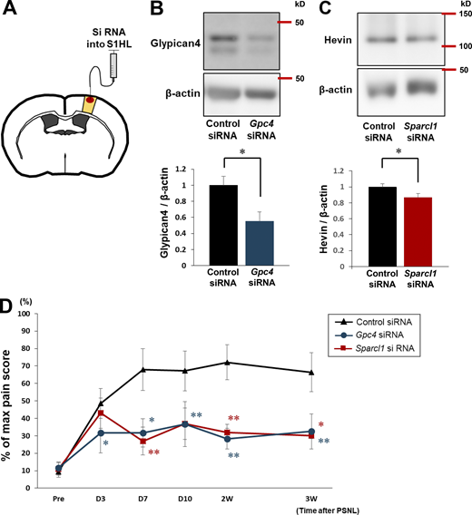 Upregulation of Glypican-4 and Hevin is required for the induction of mechanical allodynia. (A) Schematic illustration showing the knockdown of Gpc4 and Sparcl1 in the S1 cortex by siRNA. (B and C) Western blotting of Glypican-4 (B) and Hevin (C), showing the effect of siRNA administration in the contralateral S1 cortex on day 3 after PSNL. P = 0.0498 (control siRNA vs. Gpc4 siRNA) and P = 0.0477 (control siRNA vs. Sparcl1 siRNA). (D) Time course showing the von Frey test score of control mice administered siRNA (black, n = 7), Gpc4 mice administered siRNA (blue, n = 6), and Sparcl1 mice administered siRNA (red, n = 5). Control siRNA vs. Gpc4 siRNA; P = 0.0195 (day 3), P = 0.0405 (day 7), P = 0.0089 (day 10), P = 0.0022 (2 wk), and P = 0.0022 (3 wk); Control siRNA vs. Sparcl1 siRNA; P = 0.752 (day 3), P = 0.0038 (day 7), P = 0.051 (day 10), P = 0.0038 (2 wk), P = 0.012 (3 wk); by two-way repeated-measures ANOVA. Data indicate means ± SEM. *, P < 0.05; **, P < 0.01. Source data are available for this figure: SourceData F5.