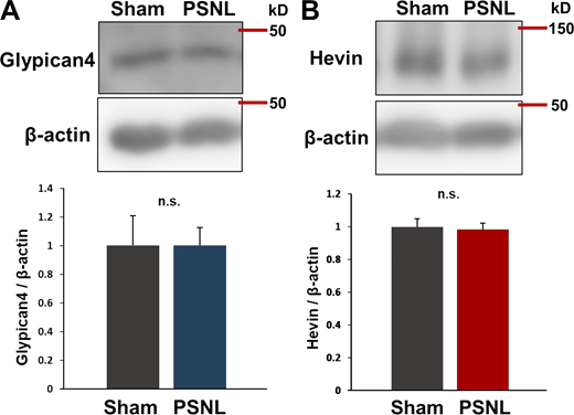 Increases in Glypican-4 or Hevin in the S1 cortex were not observed on day 15 after PSNL. (A and B) Western blotting of Glypican-4 (A) and Hevin expression (B) in contralateral S1 cortical samples on day 15 after PSNL. Four mice per group were analyzed. P = 0.999 (Glypican-4; sham vs. PSNL) and P = 0.826 (Hevin; sham vs. PSNL) via t test. Data indicate means ± SEM. Source data are available for this figure: SourceData FS3.