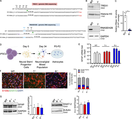 KO iPSCs efficiently differentiate into proinflammatory astrocytes. (A) Human genomic DNA sequencing. Green arrowhead, sgRNA cut site; purple, nucleotide substitutions; cyan, start codon; red, premature stop codon generated by nonhomologous end joining–mediated out-of-frame repair. Nucleotides deletions are dashed. Reported are the amino acids encoded by the nucleotides upstream of the sgRNA cut site. (B) WB detection of TREX1 and RNASEH2B protein levels in WT and edited clones. (Bottom panel also shown in Fig. S1 A.) (C) RNase H2 enzymatic activity was analyzed in WT and KO iPSCs as cleavage of an in vitro synthetized and labeled RNA/DNA molecule measured by fluorescence. (Mean ± SEM; n = 4 independent differentiations; one-tailed Mann–Whitney U test; *, P < 0.05.) (D) Scheme of proinflammatory astrocytes differentiation protocol created with BioRender.com. (E) GFAP astrocyte marker was detected by gene expression in full KO clones and WT at passage 1 after the iPSC-derived astrocytes enrichment step and expressed as fold vs. day 0, normalized to the HPRT1 housekeeping gene. (Mean ± SEM; n = 5 independent differentiations.) (F) Percentages of S100b- and EAAT2-expressing double-positive cells were measured by IF at passage 1 and quantified. One representative image per genotype is shown. Scale bar, 50 µm. (Mean ± SEM; n = 4 independent differentiations.) (G) Expression and ImageJ quantification of the astrocyte markers EAAT2 and GFAP by WB at passage 1. One representative gel is shown. (Mean ± SEM; n = 3 independent differentiations.) Source data are available for this figure: SourceDataF1. Refer to the image caption for details.