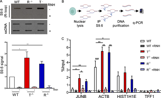 AGS KO astrocytes accumulate R-loops. (A) Slot blot analysis of genomic DNA extracted from WT, R−/−, and T−/− cells treated with the recombinant RNase H (RNH) enzyme for 2.5 h at 37°C and probed with S9.6 (top) and ssDNA (bottom) antibodies. Slot blot probed with the antibody recognizing ssDNA was used as a loading control. (Mean ± SEM; n = 3 independent experiments; two-tailed unpaired t test; *, P < 0.05; **, P < 0.01.) (B) Scheme of DRIP-qPCR experiment. (C) DRIP-qPCR ± RNH treatment for the indicated genes in WT, R −/−, and T−/− cells. Dashed line represents background signal. Data are expressed as percentage of input. (Mean ± SEM; n > 3 independent experiments; two-tailed unpaired t test; *, P < 0.05; **, P < 0.01; ***, P < 0.001.) Source data are available for this figure: SourceDataF5. Refer to the image caption for details.
