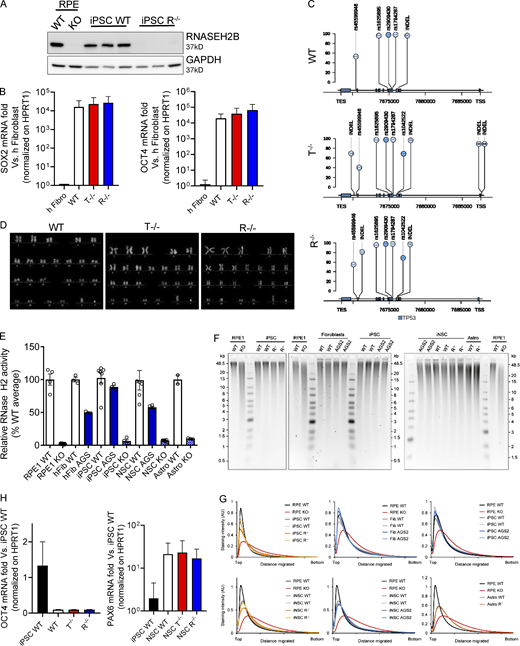 Characterization of KO iPSCs and iPSC-NSCs. (A) Loss of RNASEH2B expression in RNASEH2BKO iPSCs was confirmed by WB and comparison to RNASEH2BKO hTERT-RPE1 cells. (n = 3 independent experiments; panel also shown in Fig. 1 B.) (B) SOX2 and OCT4 pluripotency markers were detected by gene expression in full KO clones and WT compared with the healthy human fibroblasts (h Fibro) previously used to reprogram these iPSCs and normalized on HPRT1 housekeeping gene. (Mean ± SEM; n = 3 independent experiments.) (C) Lolliplot of TP53 variants in WT, T−/−, and R−/− KO clones. Only single nucleotide polymorphisms (SNPs) and insertion–deletion mutations (INDELs) with a frequency higher than the 20% (see y-axis scale) are reported, and variants located in exonic vs. intronic regions are colored in a different way (light blue and bright blue, respectively). TES, transcription end site. (D) Karyotype of the WT and KO clones. (E) Although cellular RNase H2 activity was substantially reduced in RNASEH2BKO iPSCs, iPSC-NSCs, and astrocytes, as well as in AGS2 (RNASEH2BA177T/A177T) primary fibroblasts, iPSCs and iPSC-NSC KO cells retained low-level nuclease activity against substrate (DNA duplex with a single embedded ribonucleotide), above that seen for independently generated RNase H2–null hTERT-RPE1 cells. Individual data points for n = 2–6 independent differentiations. (Mean ± SEM; n = 2–6 independent experiments.) (F) Representative results for alkaline gel electrophoresis of RNase H2–digested genomic DNA from WT, RNASEH2BKO (R−/−), and RNASEH2BA177T/A177T (AGS2) cells (primary fibroblasts, iPSCs, iPSC-NSCs, and astrocytes). hTERT-RPE1 RNase H2–null (RPE1 KO) DNA was included as a positive control for increased fragmentation as a consequence of embedded ribonucleotides. (n = 2–3 technical replicates.) (G) Densitometry plots for gels in A show no apparent shift in DNA fragment size distribution for mutant RNASEH2B fibroblasts, iPSCs, iPSC-NSCs, or astrocytes, in contrast with independent RNase H2–null RPE1 cells. (H) OCT4 and PAX6 were detected by gene expression in differentiated WT and KO clones in comparison with WT iPSCs and normalized on HPRT1 housekeeping gene. (Mean ± SEM; n = 3 independent experiments.) Source data are available for this figure: SourceDataFS1.
