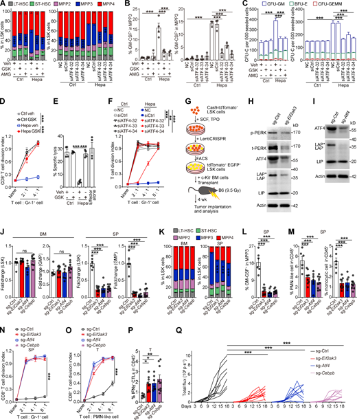 PERK–ATF4–C/EBPβ signaling reprograms splenic LSK cells to support tumor-associated myelopoiesis in the spleen. (A–F) Naive BM LSK cells were pretreated with vehicle (veh; 0.1% DMSO), PERK inhibitors (GSK, 250 nM; AMG, 5 μM), or ATF4 siRNAs before stimulation with SSN of different origins. After 4 d of culture, the proportions of HSPC subsets (A), percentages of GM-CSF+ cells in MPP3 (B), CFU-C activity (C), ability to generate myeloid descendants capable of suppressing CD8+ T cell proliferation (D and F), and antigen-specific cytotoxicity (E) were determined. (G) Cartoon depicting the gene-edited HSPC transplantation assay. (H and I) IB analysis of PERK, ATF4, and C/EBPβ isoform expression in splenic LSK cells from mice that received control, Eif2ak3-KO, or Atf4-KO HSPC transplantation. t, total. (J–M) Changes in the HSPC number (J), LSK cell constitution (K), percentage of GM-CSF+ cells in MPP3 (L), and frequencies of splenic myeloid cells (M). (N) Suppressive activity of Gr-1+ descendants generated from splenic LSK cells in vitro. (O) Suppressive activity of tumor-infiltrating PMN-like cells. (P) Percentages of tumor-infiltrating IFN-γ+ CTLs in CD45+ cells. In J–M, O, and P, n = 6–9 mice per group. (Q) Tumor growth in mice that received control, Eif2ak3-KO, or Atf4-KO, and Cebpb-KO HSPC transplantation (n = 9–10 mice per group). Error bars indicate the means ± SEM. Statistics: One-way ANOVA corrected by Dunnett’s test (J, L, M, and P) or Tukey’s test (B and E); two-way ANOVA corrected by Dunnett’s test (A, C, D, F, K, N, O, and Q). *, P < 0.05; **, P < 0.01; ***, P < 0.001. Data are from two independent experiments (J–M and O–Q), or three to four independent experiments (A–F and N; n = 3–4 samples per group, with cells pooled from three mice) or are representative of two independent experiments (H and I). SP, spleen; T, tumor. Source data are available for this figure: SourceDataF5.