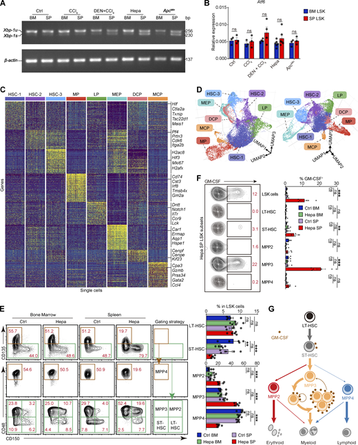 Robust ER stress response is concomitant with early myeloid commitment in splenic HSPCs. (A)Xbp-1 splicing in LSK cells from the indicated mice as determined by RT-PCR. u, unspliced. (B)Atf6 expression levels in BM and SP LSK cells from the indicated mice; related to Fig. 2 D (n = 3–6 samples, with cells pooled from three to five mice). (C) Single-cell expression profiles of each LSK cell cluster from Hepa mice. From each cluster, 200 randomly sampled cells are shown. LP, lymphoid-biased progenitor; DCP, dendritic cell progenitor; MCP, mast cell progenitor. (D) Two visual perspectives of the 3D UMAP dimensionality reduction in addition to the one shown in Fig. 2 E. (E) Phenotypes and proportions of HSPC subsets in BM and spleen LSK cells from control and Hepa mice, as determined by flow cytometry (n = 5 mice per group). LT, long term; ST, short term. Numbers in the plots indicate the proportions of gated cells in the LSK cells. (F) Percentages of GM-CSF–expressing cells in each LSK cell subpopulation, as determined by flow cytometry (Ctrl, n = 5 mice; Hepa, n = 6 mice). Numbers in the plots indicate the proportions of gated cells in the plot. (G) Schematic illustrating the lineage commitment and differentiation of LSK cell subsets. A model of endogenous GM-CSF–driven, positive self-feedback–based MPP3 expansion is shown. Error bars indicate the mean ± SEM. Statistics: Two-way ANOVA corrected by Bonferroni’s test (B) or Dunnett’s test (E and F). **, P < 0.01; ***, P < 0.001. Data are from one experiment, with cells pooled from 15 mice (C and D), or two independent experiments (B, E, and F) or are representative of two independent experiments (A). Source data are available for this figure: SourceDataFS2.