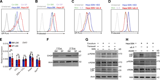 Tumor-associated splenic stroma reprograms HSPCs by triggering PERK–ATF4–CEBPβ signaling activation. (A and B) Histogram of FACS results; related to Fig. 4 A. (C and D) Histogram of FACS results; related to Fig. 4 B. (E)Ddit3 (CHOP) mRNA levels in BM and splenic LSK cells from ctrl, CCl4, CCl4 + DEN, Hepa, and ApcMin mice, as determined by a TaqMan gene expression assay (n = 3–6 samples, with cells pooled from three to five mice). Values are presented relative to Actb mRNA expression. (F) IB analysis of CHOP expression in BM and splenic LSK cells from Hepa mice. (G) IB analysis of the levels of the PERK and C/EBPβ isoforms in LSK cells exposed to Hepa SSN. (H) IB analysis of PERK and C/EBPβ isoform expression in LSK cells in the indicated system. Error bars indicate the mean ± SEM. Statistics: Two-way ANOVA corrected by Bonferroni’s test (E). Data are from two independent experiments (A–E) or are representative of two independent experiments (F–H). SP, spleen; t, total. Source data are available for this figure: SourceDataFS4. Refer to the image caption for details.