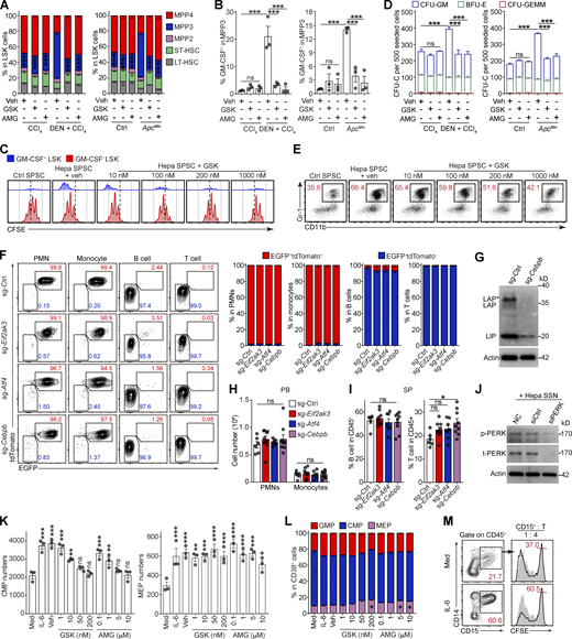 PERK–ATF4–CEBPβ signaling reprograms splenic LSK cells to support tumor-associated myelopoiesis in the spleen. (A, B, and D) Naive BM LSK cells were pretreated with vehicle (0.1% DMSO) or PERK inhibitors (GSK, 250 nM; AMG, 5 μM) before exposure to SSNs from control, CCl4, DEN + CCl4, or ApcMin mice with the indicated supplements. After 4 d of culture, the proportions of HSPC subsets (A), percentages of GM-CSF–expressing cells in MPP3 (B), and CFU-C activity (D) were determined (n = 3 samples, with cells pooled from three mice each). Veh, vehicle. (C) Proliferation of GM-CSF+ and GM-CSF− LSK cells cocultured with Hepa mouse splenic stromal cells (SPSCs), as measured using a CFSE assay. (E) Effect of GSK on the Hepa SPSC-induced frequency of CD11b+Gr-1+ myeloid descendants. Numbers in the plots indicate the proportions of gated cells in the LSK cells. (F) Percentages of donor-derived (EGFP+tdTomato+) or host/rescue-derived (EGFP−tdTomato−) cells in CD11b+Gr-1 highLy6ClowLy6G+ PMNs, CD11b+Gr-1intLy6ChighLy6G− monocytes, B220+ B cells, and CD3+ T cells in the peripheral blood (PB) of recipient mice bearing Hepa tumors, as determined by flow cytometry. The numbers in the flow cytometry plots indicate the proportions of gated cells. (G) IB analysis of the expression of CEBP isoforms (LAP*, LAP, and LIP) in splenic LSK cells from control or Cebpb-KO HSPC transplanted mice. (H) Numbers of PMNs or monocytes per milliliter of peripheral blood (PB) from HSPC-transplanted mice. (I) Percentage of B220+ B cells or CD3+ T cells in the CD45+ splenocytes of HSPC transplanted mice. (J) IB analysis of PERK expression in LSK cells exposed to Hepa SSN with or without PERK silencing; related to Fig. 6, D and E. (K) Numbers of CMPs and MEPs generated by 500 lin−CD34+CD38− HSPCs after 72 h of culture; related to Fig. 7 F (n = 3 samples). (L) The proportions of GMPs, CMPs, and MEPs among lin−CD34+CD38+ HSPCs after 72 h of culture; related to Fig. 7 F (n = 3 samples). (M) Phenotype (left) and suppressive activity (right) of CD15+ descendant cells generated from expanded CD34+ CB-HSPCs. Numbers in the plots indicate the proportions of gated cells. Error bars indicate mean ± SEM. Statistics: One-way ANOVA corrected by Dunnett’s test (B, I, and K); two-way ANOVA corrected by Dunnett’s (A, H, and L) or Tukey’s (D) test. *, P < 0.05; **, P < 0.01; ***, P < 0.001. Data are from two independent experiments (F, H, and I, sg-Ctrl, n = 6 mice; sg-Eif2ak3, n = 9 mice; sg-Atf4, n = 7 mice; sg-Cebpb, n = 9 mice) or three independent experiments (A, B, D, K, and M) or are representative of two to three independent experiments (C, E, G, and M). LT, long term; ST, short term. Source data are available for this figure: SourceDataFS5.