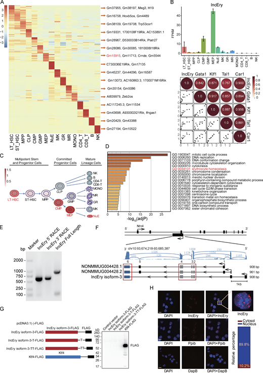 lncRNA Gm15915 is highly expressed in erythroid lineage. (A) Heatmap of lncRNA expression across 16 hematopoietic cell populations. Representative lncRNAs in different cell types are shown on the right. The top 10 lncRNAs are shown in Table S1. (B) RNA-seq analysis of lncEry expression in the 16 hematopoietic cell populations (upper panel). Correlation analysis of lncEry and erythroid lineage–related gene expression in the 16 hematopoietic cell populations (lower panel). Data are represented as mean ± SD (two samples). FPKM, fragments per kilobase of exon per million mapped fragments. (C) Schematic representation of the hematopoietic hierarchy showing the cell types used in this study; the intensity of the red color indicates the level of lncEry expression. MONO, monocytes; MR, macrophages; GR, granulocytes; MK, megakaryocytes. (D) GSEA showing −log10 of the uncorrected P values on the x axis; darker shading corresponds to a greater amount of enriched genes in each term. (E) 5′ and 3′ RACE assays and gel electrophoresis analysis to detect lncEry transcripts in of MEP cells. Three independent experiments. (F) RNA-seq tracks at lncEry loci with different read numbers linked to the different exons of the lncEry isoforms. The shared exons of the different isoforms are marked by the red frame. lncEry isoform-1, NONMMOUG004428.1; lncEry isoform-2, NONMMUG004428.2. (G) Western blot showing that there was no expression of Flag-tagged lncEry isoform-3 in all three reading frames in MEL cells. Flag-tagged KLF4 was used as a positive control. Full-length lncEry isoform-3 was cloned into the eukaryotic expression vector pcDNA3.1(−) with a 5′ terminal start codon ATG and a 3′ terminal Flag tag in all three reading frames; these plasmids were transfected into MEL cells separately and analyzed by Western blotting. Three independent experiments. (H) RNAscope and confocal microscopy analysis of lncEry subcellular localization in MEL cells. Ppib and DapB probes were used as positive and negative controls, respectively. The percentage of different lncEry subcellular localization points in >50 cells was calculated. Scale bar, 10 μm. Four independent experiments. Source data are available for this figure: SourceDataF1. Refer to the image caption for details.