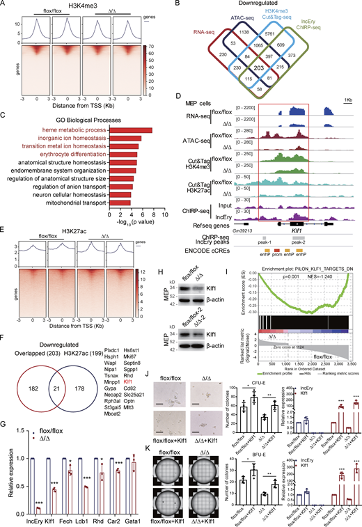 lncEry deletion decreases Klf1 expression in MEP cells. (A) TSS profile and heatmap showing binding of lncEry from H3K4me3 Cut&Tag in relation to promoter regions. (B) Cut&Tag sequence analysis of H3K4me3 in MEP cells sorted from BM of flox/flox or Δ/Δ mice; the decreased peak genes under lncEry deletion overlapped with the downregulated genes detected by RNA-seq, downregulated peak genes from ATAC-seq, and lncEry-binding peak genes from ChIRP-seq. (C) GO term analysis of the downregulated genes in D, −log10 of the uncorrected P value on the x axis. (D) Visualization of RNA-seq, ATAC-seq, Cut&Tag sequence of H3K4me3 and H3K27ac, and ChIRP-seq peaks and predicted cis-regulate elements in Klf1 regions with IGV software. The sites of enhP and prom were from ENCODE database. (E) TSS profile and heatmap showing binding of lncEry from ChIRP-seq, H3K4me3, and H3K27ac from Cut&Tag in relation to promoter regions. (F) Number of overlapping genes from B and downregulated peak genes from H3K27ac Cut&Tag sequencing of MEP cells. (G) qRT-PCR analysis of the indicated genes in MEP cells sorted from BM of flox/flox or Δ/Δ mice (n = 3 samples). (H) Western blot analysis of the expression of indicated proteins in MEP cells sorted from BM of flox/flox or Δ/Δ mice. (I) GSEA enrichment plot of Klf1 target gene set for DEGs between flox/flox and Δ/Δ MEP cells. DN, downregulated genes. (J and K) The lentiviruses carrying pLVX-FLAG-Klf1-P2A-GFP-IRES-Puro or pLVX-FLAG-GFP-IRES-Puro (control) were transduced into MEP cells sorted from BM of flox/flox or Δ/Δ mice. CFU-E colony assays of 1,000 transduced MEP cells cultured in methylcellulose-based medium with EPO cytokine and puromycin (10 μg/ml) for 48 h (J). Representative images (left), CFU-E numbers (middle, n = 5 wells), and expression levels of lncEry and Klf1 (right, n = 3 samples) are shown. Scale bar, 100 μm. BFU-E colony assays of 1,000 transduced MEP cells cultured in methylcellulose-based medium with EPO cytokine and puromycin (10 μg/ml) for 48 h (K). Representative images (left), BFU-E numbers (middle, n = 4 wells), and expression levels of lncEry and Klf1 (right, n = 3 samples) are shown. Three independent experiments for G + H and J + K. Data are represented as mean ± SD. *, P < 0.05; **, P < 0.01; ***, P < 0.001; unpaired two-tailed Student’s t test. Source data are available for this figure: SourceDataF4.