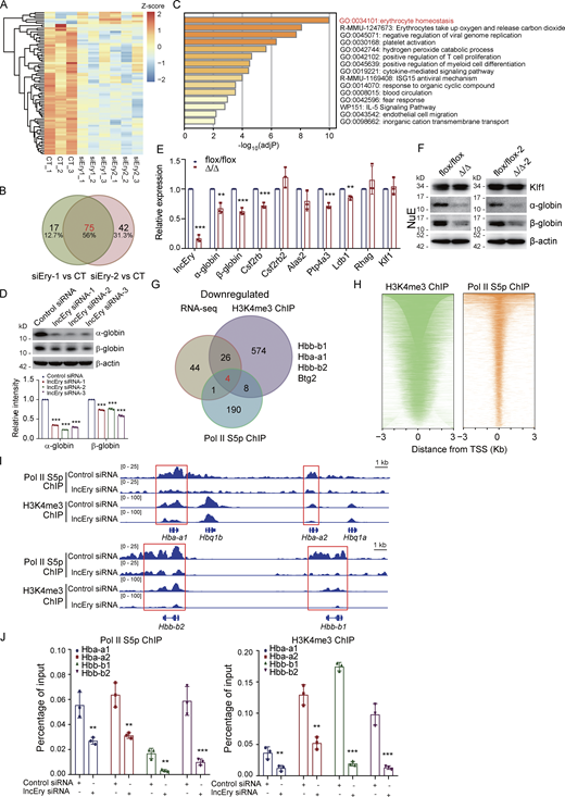 lncEry regulates the late stage of erythropoiesis by promoting globin gene expression. (A) Heatmap of DEGs in lncEry-siRNA-treated and control (CT) MEL cells according to RNA-seq. (B) The numbers of overlapping, downregulated DEGs in lncEry-depleted and CT MEL cells using two different targeting siRNAs. (C) GSEA of downregulated genes with −log10 plot of the uncorrected P value on the x axis; darker shading corresponds to a greater level of enriched genes in each term. (D) MEL cells were transfected with control or lncEry siRNA, and cellular extracts were prepared and analyzed by Western blotting. The intensity of each band was quantified by densitometry with ImageJ software and normalized to β-actin (n = 3 samples). (E) qRT-PCR of indicated genes in NuE cells sorted from BM of flox/flox or Δ/Δ mice (n = 3 samples). (F) Cellular extracts of NuE cells sorted from BM of flox/flox, Δ/Δ, flox/flox-2, or Δ/Δ-2 mice were prepared and analyzed by Western blotting. (G) MEL cells were transfected with control siRNA or lncEry siRNA. Soluble chromatin was collected for ChIP-seq analysis using antibodies against Pol II–S5p or H3K4me3; the decreased peak genes under lncEry knockdown overlapped with the downregulated genes detected by RNA-seq. (H) Heatmap showing binding of H3K4me3 and RNA polymerase II S5p in relation to promoter regions. (I) ChIP-seq trace showing Pol II–S5p and H3K4me3 binding of control or lncEry knockdown cells in relation to the indicated gene CRRs, visualized with IGV software. (J) qChIP of Pol II–S5p (left) or H3K4me3 (right) with primers covering the promoters of the indicated genes (n = 3 samples). Three independent experiments for D–F and J. Data are represented as mean ± SD. **, P < 0.01; ***, P < 0.001; unpaired two-tailed Student’s t test for E–J; one-way ANOVA for D. Source data are available for this figure: SourceDataF5. Refer to the image caption for details.