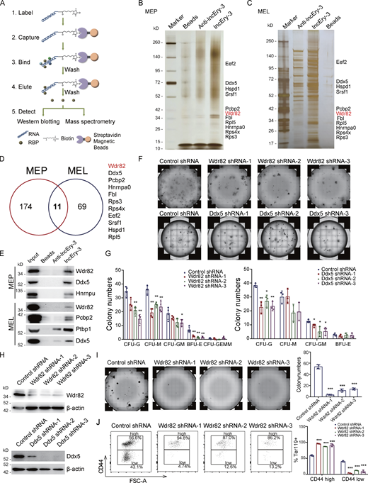 Identifying lncEry-interacting proteins. (A) Experimental design for identifying lncEry-interacting proteins. In vitro–transcribed lncEry-3 was used as the bait, and anti-lncEry-3 was used as the control. (B and C) RNA pulldown and mass spectrometry analyses of lncEry-interacting proteins. Whole-cell extracts from MEP (B) or MEL (C) were prepared and subjected to RNA pulldown using in vitro–transcribed lncEry-3 or anti-lncEry-3 as the bait. After extensive washing, the bound proteins were eluted and visualized by silver staining on SDS-PAGE. The protein bands on the gel were recovered by trypsinization and analyzed by mass spectrometry. Detailed results from the mass spectrometric analysis are provided in Tables S4 and S5. (D) Overlapping lncEry interaction partners from MEP and MEL cells, as analyzed by mass spectrometry. (E) RNA-pulldown–purified proteins retrieved using the indicated baits were analyzed by Western blotting with antibodies against the indicated proteins. (F and G) CFU colony assays of 2,000 cKit+ cells transfected with control, Wdr82, or Ddx5 shRNAs cultured for 10–14 d in complete methylcellulose-based medium. The colony numbers are provided in G (n = 3–4 wells). Representative images from triplicate experiments are shown in F. (H) Cellular extracts of cKit+ cells transfected with control, Wdr82, or Ddx5 shRNAs were prepared and analyzed by Western blotting with indicated antibodies. (I) BFU-E colony assays of 2,000 cKit+ cells transfected with control or Wdr82 shRNAs cultured for 10–14 d in complete methylcellulose-based medium with EPO cytokine stimulation. The colony numbers were counted (right). Representative images from triplicate experiments are shown (left; n = 3 wells). (J) Flow analysis percentage of CD44+ in Ter119+ cKit+ cells transfected with control or Wdr82 shRNAs cultured in serum-free expansion medium with growth factors SCF, IL-3, and EPO for 7–10 d. Flow analysis of CD44 expression in Ter119+ cells (n = 3 samples). FSC, forward scatter. Three independent experiments for E–J. Data are represented as mean ± SD. *, P < 0.05; **, P < 0.01; ***, P < 0.001; one-way ANOVA. Source data are available for this figure: SourceDataF6. Refer to the image caption for details.