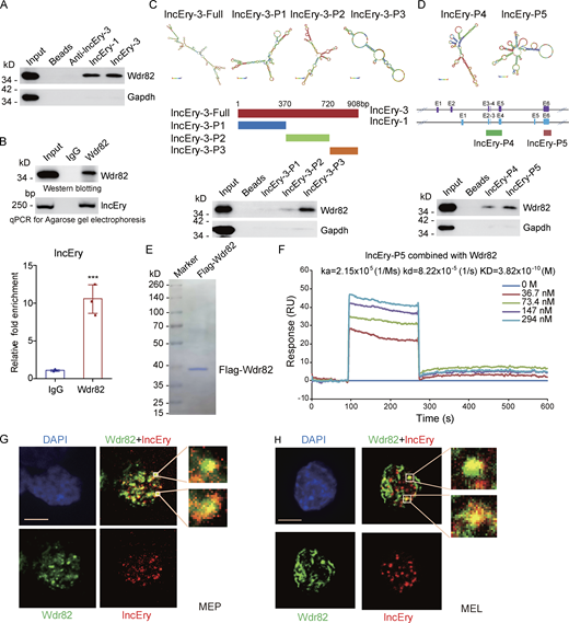 lncEry is physically associated with Wdr82. (A) RNA-pulldown–purified proteins retrieved using the indicated baits were analyzed by Western blotting with antibodies against the indicated proteins. (B) Whole-cell lysates from MEL cells were immunoprecipitated with Wdr82 antibodies; purified RNA was analyzed by qRT-PCR and agarose gel electrophoresis. (C) Schematic of MFE structure and the lncEry isoform-3 truncation mutant. RNA-pulldown–purified proteins retrieved by lncEry truncation mutant baits were analyzed by Western blotting. (D) Schematic of the MFE structure and the lncEry truncation mutants. RNA pull-down purified proteins by lncEry truncation mutant baits were analyzed by Western blotting with antibodies against the indicated proteins. (E) MEL cells with doxycycline-inducible expression of stably integrated Flag-Wdr82 were collected. Cellular extracts were prepared and subjected to affinity purification using an anti-FLAG affinity column. After extensive washing in high salt solution, the purified Wdr82 protein was stained with Coomassie blue. (F) Sensorgrams of lncEry-P5 binding to Wdr82, as measured by SPR technology on a Biacore 3000 instrument. Representative sensorgrams were obtained by injecting various concentrations (0, 36.7, 73.4, 147, and 294 nM) of lncEry-P5 over Wdr82 immobilized on a CM5 sensor chip. (G and H) RNAscope and immunofluorescence assays using lncEry probes and Wdr82 antibodies, respectively, of MEP (G) or MEL (H) cells and analysis by confocal microscopy. Scale bar, 10 μm. Three to four independent experiments for A–H. Data are represented as mean ± SD. ***, P < 0.001; unpaired two-tailed Student’s t test. Source data are available for this figure: SourceDataF7. Refer to the image caption for details.