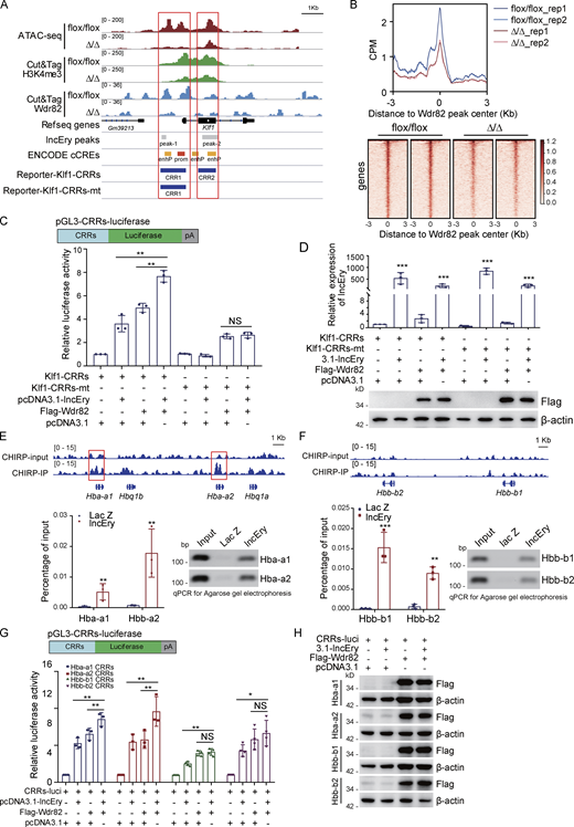lncEry-Wdr82 regulates transcriptional activation of Klf1 and globin genes. (A) Visualization of ATAC-seq, Cut&Tag for H3K4me3 and Wdr82, ChIRP-seq lncEry peaks, predict cis-regulate elements, and luciferase reporter clone CRRs in Klf1 gene regions with IGV software. (B) Peak center profile and heatmap showing binding of Wdr82 at whole genome of MEP cells. (C) Schematic diagrams of the pGL3-CRRs-luciferase reporter constructs; relative luciferase activity was determined by sequential normalization to Renilla and pGL3-vector activity (n = 3 samples). (D) qRT-PCR of lncEry expression and Western blotting of the expression of indicated proteins in the reporter assays shown in C (n = 3 samples). (E) ChIRP-seq trace showing lncEry binding in relation to the indicated gene regions. Red boxes indicate the CRRs of globin genes qPCR and agarose gel electrophoresis analysis of isolated chromatin sequences of indicated gene promoter regions (n = 3 samples). (F) ChIRP-seq trace showing lncEry binding in relation to the indicated gene regions (upper panel). qPCR and agarose gel electrophoresis of chromatin-isolated sequence of the indicated gene regions (n = 3 samples). (G and H) Schematic diagrams of pGL3-CRRs-luciferase reporter constructs (upper panel). For reporter assays, MEL cells were cotransfected with pcDNA3.1-lncEry or Wdr82 or pcDNA3.1-lncEry and Wdr82 together with Renilla and globin gene CRRs luciferase. The relative luciferase activity was determined by sequential normalization to Renilla and pGL3-vector activity (n = 3–4 samples). Western blots of the expression of indicated proteins in the reporter assays are shown (H). Three to four independent experiments for C–H. Data are represented as mean ± SD. *, P < 0.05; **, P < 0.01; ***, P < 0.001; unpaired two-tailed Student’s t test for D–F; one-way ANOVA for C and G. Source data are available for this figure: SourceDataF8. Refer to the image caption for details.