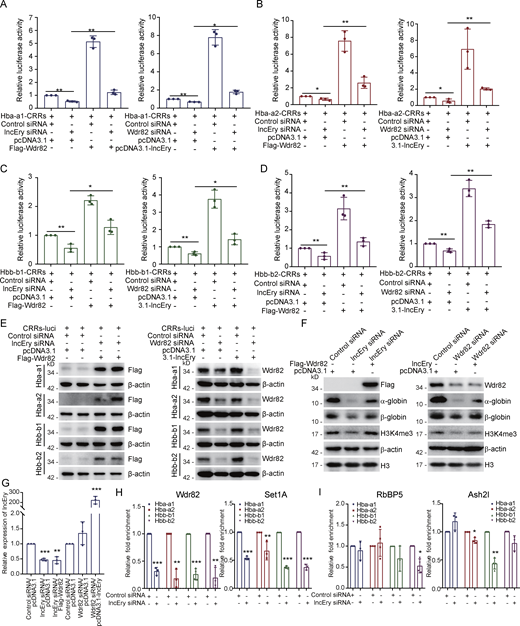 lncEry-Wdr82 regulates transcriptional activation of globin genes through CRRs. (A–D) MEL cells were cotransfected with the indicated siRNAs or plasmids together with Renilla and the globin gene CRRs luciferase. The relative luciferase activity was determined by sequential normalization to Renilla and pGL3-vector activity (n = 3 samples). (E) Western blots of the expression of indicated proteins in the reporter assays shown in A–D. (F) MEL cells were cotransfected with the indicated siRNAs or plasmids, and the cellular extracts were analyzed by Western blotting with antibodies against the indicated proteins. (G) qRT-PCR of lncEry expression in each sample shown in F (n = 3 samples). (H and I) MEL cells were transfected with control or lncEry siRNAs; the soluble chromatin was immunoprecipitated with antibodies against Wdr82, Set1A (H), or RbBP5, Ash2l (I), and analyzed by qPCR with the indicated primers. The relative fold enrichment was determined by sequential normalization with the cycle threshold values of input and the control siRNA samples (n = 3 samples). Three to four independent experiments for A–I. Data are represented as mean ± SD. *, P < 0.05; **, P < 0.01; ***, P < 0.001; one-way ANOVA for A–D; unpaired two-tailed Student’s t test for G–I. Source data are available for this figure: SourceDataF9.
