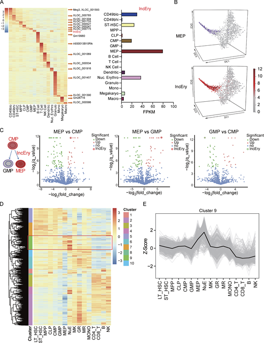 Gm15915 is highly expressed in erythroid lineage. (A) Heatmap of differentially expressed lncRNAs in 17 hematopoietic cell populations and representative lncRNAs in different cell types. Histogram shows the expression of lncEry in each cell population. FPKM, fragments per kilobase of exon per million mapped fragments. (B) Diffusion map of all cells colored according to the expression of lncEry genes. Diffusion of all cells and MEP cells is shown in purple. The color corresponds to a log2 scale of expression ranging from 0 to the maximum value for the gene. Diffusion components 1, 2, and 3 are shown. (C) Volcano plots comparing the DEGs (dots) between MEPs and CMPs, MEPs and GMPs, or GMPs and CMPs. Red or green dots with black circles show representative upregulated and downregulated genes, respectively. Gm15915 is indicated by larger dots. (D) Heatmap and unsupervised hierarchical clustering of DEGs in 16 hematopoietic cell populations. 10 cluster types were grouped according to the transcriptome profiles. (E) Line chart showing cluster 9 gene expression in the 16 hematopoietic cell populations. MONO, monocytes; MR, macrophages; GR, granulocytes; MK, megakaryocytes.