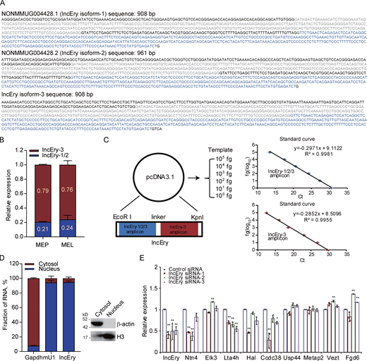 lncEry is a bona fide lncRNA. (A) Nucleotide sequences of lncEry isoforms. (B) Expression of different lncEry isoforms in MEP and MEL cells analyzed by qPCR. (C) Schematic of approach used to quantify the relative expression of lncEry isoform-1/2/3 and isoform-3. Both lncEry isoform-1/2/3 and isoform-3 amplicons were cloned in tandem into the same plasmid. Five different dilutions were made for the qPCR to generate the standard curve. The amount of lncEry isoform-1/2/3 and isoform-3 was calculated by fitting the cycle threshold value to the respective standard curve. The amount of lncEry isoform-1/2 was calculated by subtracting the value of lncEry isoform-3 from the value of lncEry isoform-1/2/3 (left). Representative standard curves for lncEry isoform-1/2/3 and isoform-3 (right). (D) The lncEry fraction in the cytosol and nucleus. Gapdh and mU1 were used as markers of the cytosolic and nuclear RNA fractions, respectively. The separation efficiency of each cell component was determined by Western blotting (right). (E) MEL cells were transfected with control or lncEry siRNA, and the expression levels of indicated genes were analyzed by qPCR (n = 3 samples). Three independent experiments for B–E. Data are represented as mean ± SD. *, P < 0.05; **, P < 0.01; one-way ANOVA. Source data are available for this figure: SourceDataFS2.
